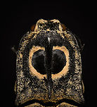 Neolycoreus regalis - thorax Specimen. An obscure click beetle from Madagascar with a clear eye pattern on the thorax. Formerly known as Lycoreus Regalis.<br />
https://www.jungledragon.com/image/111413/neolycoreus_regalis_-_lateral.html<br />
https://www.jungledragon.com/image/111414/neolycoreus_regalis_-_side_view.html<br />
https://www.jungledragon.com/image/111415/neolycoreus_regalis_-_frontal.html<br />
https://www.jungledragon.com/image/111416/neolycoreus_regalis_-_thorax.html<br />
https://www.jungledragon.com/image/111418/neolycoreus_regalis_-_underside.html<br />
https://www.jungledragon.com/image/111419/neolycoreus_regalis.html<br />
https://www.jungledragon.com/image/111420/neolycoreus_regalis_-_mug_shot.html<br />
https://www.jungledragon.com/image/111421/neolycoreus_regalis_-_head.html Macro,Neolycoreus regalis