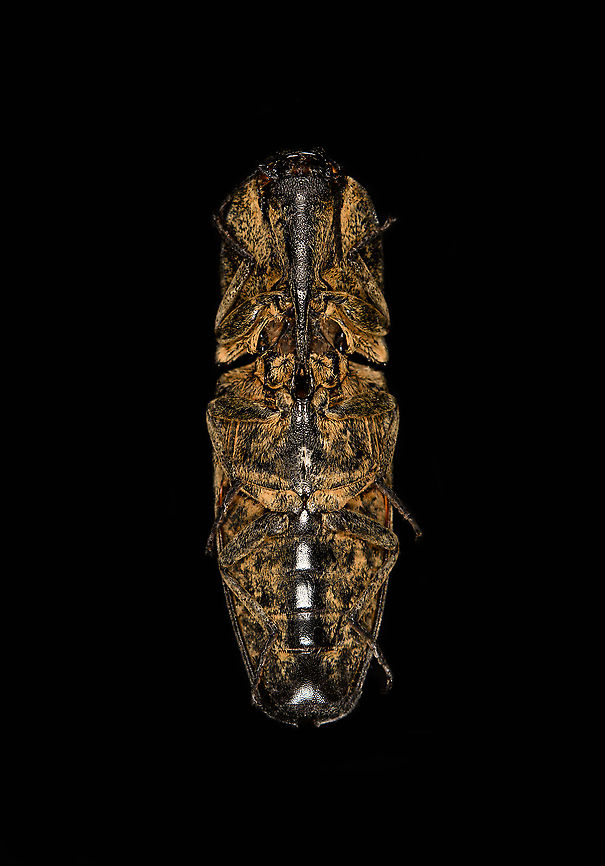 Neolycoreus regalis - underside Specimen. An obscure click beetle from Madagascar with a clear eye pattern on the thorax. Formerly known as Lycoreus Regalis.<br />
<figure class="photo"><a href="https://www.jungledragon.com/image/111413/neolycoreus_regalis_-_lateral.html" title="Neolycoreus regalis - lateral"><img src="https://s3.amazonaws.com/media.jungledragon.com/images/2/111413_thumb.jpg?AWSAccessKeyId=05GMT0V3GWVNE7GGM1R2&Expires=1759968010&Signature=NkaB9WyBiMcLOTciZnrUwdMVyb4%3D" width="200" height="148" alt="Neolycoreus regalis - lateral Specimen. An obscure click beetle from Madagascar with a clear eye pattern on the thorax. Formerly known as Lycoreus Regalis.<br />
https://www.jungledragon.com/image/111413/neolycoreus_regalis_-_lateral.html<br />
https://www.jungledragon.com/image/111414/neolycoreus_regalis_-_side_view.html<br />
https://www.jungledragon.com/image/111415/neolycoreus_regalis_-_frontal.html<br />
https://www.jungledragon.com/image/111416/neolycoreus_regalis_-_thorax.html<br />
https://www.jungledragon.com/image/111418/neolycoreus_regalis_-_underside.html<br />
https://www.jungledragon.com/image/111419/neolycoreus_regalis.html<br />
https://www.jungledragon.com/image/111420/neolycoreus_regalis_-_mug_shot.html<br />
https://www.jungledragon.com/image/111421/neolycoreus_regalis_-_head.html Macro,Neolycoreus regalis" /></a></figure><br />
<figure class="photo"><a href="https://www.jungledragon.com/image/111414/neolycoreus_regalis_-_side_view.html" title="Neolycoreus regalis - side view"><img src="https://s3.amazonaws.com/media.jungledragon.com/images/2/111414_thumb.jpg?AWSAccessKeyId=05GMT0V3GWVNE7GGM1R2&Expires=1759968010&Signature=5O4tV2nbzJ3KhKJNwPpsyYpMcdk%3D" width="200" height="122" alt="Neolycoreus regalis - side view Specimen. An obscure click beetle from Madagascar with a clear eye pattern on the thorax. Formerly known as Lycoreus Regalis.<br />
https://www.jungledragon.com/image/111413/neolycoreus_regalis_-_lateral.html<br />
https://www.jungledragon.com/image/111414/neolycoreus_regalis_-_side_view.html<br />
https://www.jungledragon.com/image/111415/neolycoreus_regalis_-_frontal.html<br />
https://www.jungledragon.com/image/111416/neolycoreus_regalis_-_thorax.html<br />
https://www.jungledragon.com/image/111418/neolycoreus_regalis_-_underside.html<br />
https://www.jungledragon.com/image/111419/neolycoreus_regalis.html<br />
https://www.jungledragon.com/image/111420/neolycoreus_regalis_-_mug_shot.html<br />
https://www.jungledragon.com/image/111421/neolycoreus_regalis_-_head.html Macro,Neolycoreus regalis" /></a></figure><br />
<figure class="photo"><a href="https://www.jungledragon.com/image/111415/neolycoreus_regalis_-_frontal.html" title="Neolycoreus regalis - frontal"><img src="https://s3.amazonaws.com/media.jungledragon.com/images/2/111415_thumb.jpg?AWSAccessKeyId=05GMT0V3GWVNE7GGM1R2&Expires=1759968010&Signature=Wn4VXRgHJ4d4yZD4FxHpkMiAu8c%3D" width="200" height="154" alt="Neolycoreus regalis - frontal Specimen. An obscure click beetle from Madagascar with a clear eye pattern on the thorax. Formerly known as Lycoreus Regalis.<br />
https://www.jungledragon.com/image/111413/neolycoreus_regalis_-_lateral.html<br />
https://www.jungledragon.com/image/111414/neolycoreus_regalis_-_side_view.html<br />
https://www.jungledragon.com/image/111415/neolycoreus_regalis_-_frontal.html<br />
https://www.jungledragon.com/image/111416/neolycoreus_regalis_-_thorax.html<br />
https://www.jungledragon.com/image/111418/neolycoreus_regalis_-_underside.html<br />
https://www.jungledragon.com/image/111419/neolycoreus_regalis.html<br />
https://www.jungledragon.com/image/111420/neolycoreus_regalis_-_mug_shot.html<br />
https://www.jungledragon.com/image/111421/neolycoreus_regalis_-_head.html Macro,Neolycoreus regalis" /></a></figure><br />
<figure class="photo"><a href="https://www.jungledragon.com/image/111416/neolycoreus_regalis_-_thorax.html" title="Neolycoreus regalis - thorax"><img src="https://s3.amazonaws.com/media.jungledragon.com/images/2/111416_thumb.jpg?AWSAccessKeyId=05GMT0V3GWVNE7GGM1R2&Expires=1759968010&Signature=DHyhuR%2BYven%2BkXn6Q1TEOt6WwMc%3D" width="140" height="152" alt="Neolycoreus regalis - thorax Specimen. An obscure click beetle from Madagascar with a clear eye pattern on the thorax. Formerly known as Lycoreus Regalis.<br />
https://www.jungledragon.com/image/111413/neolycoreus_regalis_-_lateral.html<br />
https://www.jungledragon.com/image/111414/neolycoreus_regalis_-_side_view.html<br />
https://www.jungledragon.com/image/111415/neolycoreus_regalis_-_frontal.html<br />
https://www.jungledragon.com/image/111416/neolycoreus_regalis_-_thorax.html<br />
https://www.jungledragon.com/image/111418/neolycoreus_regalis_-_underside.html<br />
https://www.jungledragon.com/image/111419/neolycoreus_regalis.html<br />
https://www.jungledragon.com/image/111420/neolycoreus_regalis_-_mug_shot.html<br />
https://www.jungledragon.com/image/111421/neolycoreus_regalis_-_head.html Macro,Neolycoreus regalis" /></a></figure><br />
<figure class="photo"><a href="https://www.jungledragon.com/image/111418/neolycoreus_regalis_-_underside.html" title="Neolycoreus regalis - underside"><img src="https://s3.amazonaws.com/media.jungledragon.com/images/2/111418_thumb.jpg?AWSAccessKeyId=05GMT0V3GWVNE7GGM1R2&Expires=1759968010&Signature=nLmd%2BTwAF3B7yYnT7%2BlqgQgdt2E%3D" width="108" height="152" alt="Neolycoreus regalis - underside Specimen. An obscure click beetle from Madagascar with a clear eye pattern on the thorax. Formerly known as Lycoreus Regalis.<br />
https://www.jungledragon.com/image/111413/neolycoreus_regalis_-_lateral.html<br />
https://www.jungledragon.com/image/111414/neolycoreus_regalis_-_side_view.html<br />
https://www.jungledragon.com/image/111415/neolycoreus_regalis_-_frontal.html<br />
https://www.jungledragon.com/image/111416/neolycoreus_regalis_-_thorax.html<br />
https://www.jungledragon.com/image/111418/neolycoreus_regalis_-_underside.html<br />
https://www.jungledragon.com/image/111419/neolycoreus_regalis.html<br />
https://www.jungledragon.com/image/111420/neolycoreus_regalis_-_mug_shot.html<br />
https://www.jungledragon.com/image/111421/neolycoreus_regalis_-_head.html Macro,Neolycoreus regalis" /></a></figure><br />
<figure class="photo"><a href="https://www.jungledragon.com/image/111419/neolycoreus_regalis.html" title="Neolycoreus regalis"><img src="https://s3.amazonaws.com/media.jungledragon.com/images/2/111419_thumb.jpg?AWSAccessKeyId=05GMT0V3GWVNE7GGM1R2&Expires=1759968010&Signature=UuKkZfOZuVmhmHIrm9YK4I52nnM%3D" width="200" height="134" alt="Neolycoreus regalis Specimen. An obscure click beetle from Madagascar with a clear eye pattern on the thorax. Formerly known as Lycoreus Regalis.<br />
https://www.jungledragon.com/image/111413/neolycoreus_regalis_-_lateral.html<br />
https://www.jungledragon.com/image/111414/neolycoreus_regalis_-_side_view.html<br />
https://www.jungledragon.com/image/111415/neolycoreus_regalis_-_frontal.html<br />
https://www.jungledragon.com/image/111416/neolycoreus_regalis_-_thorax.html<br />
https://www.jungledragon.com/image/111418/neolycoreus_regalis_-_underside.html<br />
https://www.jungledragon.com/image/111419/neolycoreus_regalis.html<br />
https://www.jungledragon.com/image/111420/neolycoreus_regalis_-_mug_shot.html<br />
https://www.jungledragon.com/image/111421/neolycoreus_regalis_-_head.html Extreme Macro,Neolycoreus regalis" /></a></figure><br />
<figure class="photo"><a href="https://www.jungledragon.com/image/111420/neolycoreus_regalis_-_mug_shot.html" title="Neolycoreus regalis - mug shot"><img src="https://s3.amazonaws.com/media.jungledragon.com/images/2/111420_thumb.jpg?AWSAccessKeyId=05GMT0V3GWVNE7GGM1R2&Expires=1759968010&Signature=Ty4OjyYlmI9hxk2qFJxUH%2BHaAGU%3D" width="200" height="138" alt="Neolycoreus regalis - mug shot Specimen. An obscure click beetle from Madagascar with a clear eye pattern on the thorax. Formerly known as Lycoreus Regalis.<br />
https://www.jungledragon.com/image/111413/neolycoreus_regalis_-_lateral.html<br />
https://www.jungledragon.com/image/111414/neolycoreus_regalis_-_side_view.html<br />
https://www.jungledragon.com/image/111415/neolycoreus_regalis_-_frontal.html<br />
https://www.jungledragon.com/image/111416/neolycoreus_regalis_-_thorax.html<br />
https://www.jungledragon.com/image/111418/neolycoreus_regalis_-_underside.html<br />
https://www.jungledragon.com/image/111419/neolycoreus_regalis.html<br />
https://www.jungledragon.com/image/111420/neolycoreus_regalis_-_mug_shot.html<br />
https://www.jungledragon.com/image/111421/neolycoreus_regalis_-_head.html Extreme Macro,Extreme Macro Portraits,Neolycoreus regalis" /></a></figure><br />
<figure class="photo"><a href="https://www.jungledragon.com/image/111421/neolycoreus_regalis_-_head.html" title="Neolycoreus regalis - head"><img src="https://s3.amazonaws.com/media.jungledragon.com/images/2/111421_thumb.jpg?AWSAccessKeyId=05GMT0V3GWVNE7GGM1R2&Expires=1759968010&Signature=ftEIp7biancbmZwwOY08fpudlwA%3D" width="200" height="134" alt="Neolycoreus regalis - head Specimen. An obscure click beetle from Madagascar with a clear eye pattern on the thorax. Formerly known as Lycoreus Regalis.<br />
https://www.jungledragon.com/image/111413/neolycoreus_regalis_-_lateral.html<br />
https://www.jungledragon.com/image/111414/neolycoreus_regalis_-_side_view.html<br />
https://www.jungledragon.com/image/111415/neolycoreus_regalis_-_frontal.html<br />
https://www.jungledragon.com/image/111416/neolycoreus_regalis_-_thorax.html<br />
https://www.jungledragon.com/image/111418/neolycoreus_regalis_-_underside.html<br />
https://www.jungledragon.com/image/111419/neolycoreus_regalis.html<br />
https://www.jungledragon.com/image/111420/neolycoreus_regalis_-_mug_shot.html<br />
https://www.jungledragon.com/image/111421/neolycoreus_regalis_-_head.html Extreme Macro,Neolycoreus regalis" /></a></figure> Macro,Neolycoreus regalis