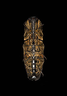 Neolycoreus regalis - underside Specimen. An obscure click beetle from Madagascar with a clear eye pattern on the thorax. Formerly known as Lycoreus Regalis.
https://www.jungledragon.com/image/111413/neolycoreus_regalis_-_lateral.html
https://www.jungledragon.com/image/111414/neolycoreus_regalis_-_side_view.html
https://www.jungledragon.com/image/111415/neolycoreus_regalis_-_frontal.html
https://www.jungledragon.com/image/111416/neolycoreus_regalis_-_thorax.html
https://www.jungledragon.com/image/111418/neolycoreus_regalis_-_underside.html
https://www.jungledragon.com/image/111419/neolycoreus_regalis.html
https://www.jungledragon.com/image/111420/neolycoreus_regalis_-_mug_shot.html
https://www.jungledragon.com/image/111421/neolycoreus_regalis_-_head.html Macro,Neolycoreus regalis
