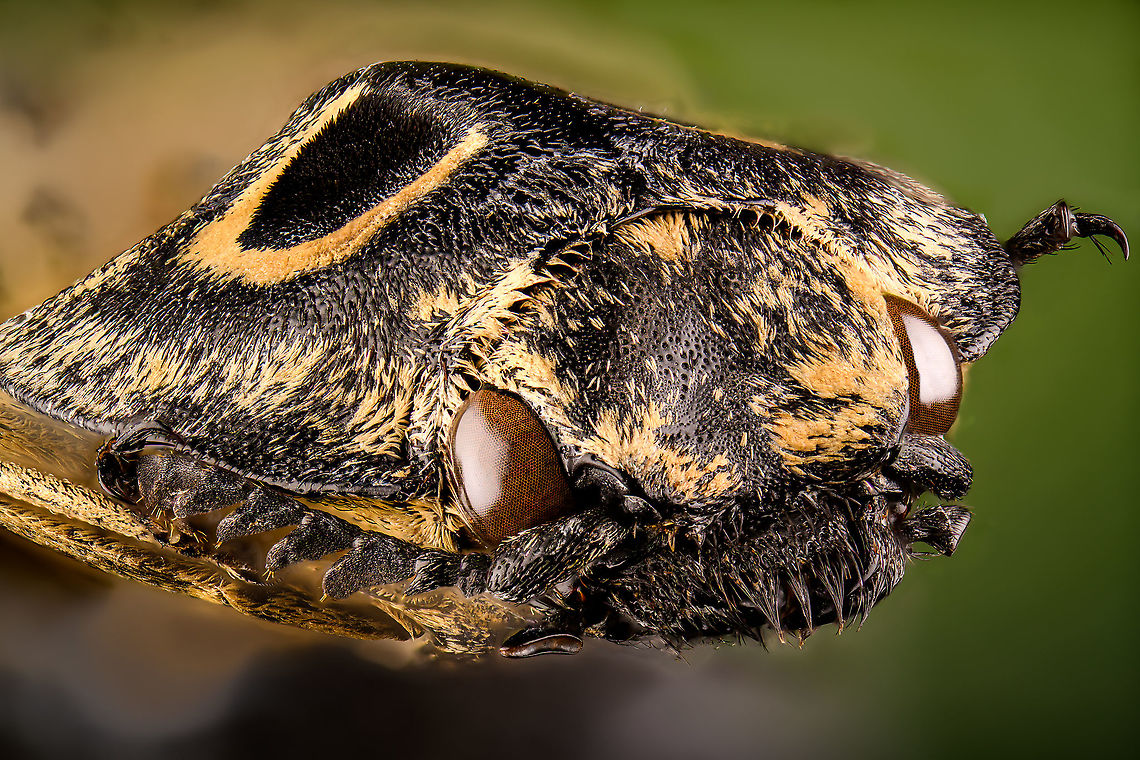 Neolycoreus regalis Specimen. An obscure click beetle from Madagascar with a clear eye pattern on the thorax. Formerly known as Lycoreus Regalis.<br />
<figure class="photo"><a href="https://www.jungledragon.com/image/111413/neolycoreus_regalis_-_lateral.html" title="Neolycoreus regalis - lateral"><img src="https://s3.amazonaws.com/media.jungledragon.com/images/2/111413_thumb.jpg?AWSAccessKeyId=05GMT0V3GWVNE7GGM1R2&Expires=1759968010&Signature=NkaB9WyBiMcLOTciZnrUwdMVyb4%3D" width="200" height="148" alt="Neolycoreus regalis - lateral Specimen. An obscure click beetle from Madagascar with a clear eye pattern on the thorax. Formerly known as Lycoreus Regalis.<br />
https://www.jungledragon.com/image/111413/neolycoreus_regalis_-_lateral.html<br />
https://www.jungledragon.com/image/111414/neolycoreus_regalis_-_side_view.html<br />
https://www.jungledragon.com/image/111415/neolycoreus_regalis_-_frontal.html<br />
https://www.jungledragon.com/image/111416/neolycoreus_regalis_-_thorax.html<br />
https://www.jungledragon.com/image/111418/neolycoreus_regalis_-_underside.html<br />
https://www.jungledragon.com/image/111419/neolycoreus_regalis.html<br />
https://www.jungledragon.com/image/111420/neolycoreus_regalis_-_mug_shot.html<br />
https://www.jungledragon.com/image/111421/neolycoreus_regalis_-_head.html Macro,Neolycoreus regalis" /></a></figure><br />
<figure class="photo"><a href="https://www.jungledragon.com/image/111414/neolycoreus_regalis_-_side_view.html" title="Neolycoreus regalis - side view"><img src="https://s3.amazonaws.com/media.jungledragon.com/images/2/111414_thumb.jpg?AWSAccessKeyId=05GMT0V3GWVNE7GGM1R2&Expires=1759968010&Signature=5O4tV2nbzJ3KhKJNwPpsyYpMcdk%3D" width="200" height="122" alt="Neolycoreus regalis - side view Specimen. An obscure click beetle from Madagascar with a clear eye pattern on the thorax. Formerly known as Lycoreus Regalis.<br />
https://www.jungledragon.com/image/111413/neolycoreus_regalis_-_lateral.html<br />
https://www.jungledragon.com/image/111414/neolycoreus_regalis_-_side_view.html<br />
https://www.jungledragon.com/image/111415/neolycoreus_regalis_-_frontal.html<br />
https://www.jungledragon.com/image/111416/neolycoreus_regalis_-_thorax.html<br />
https://www.jungledragon.com/image/111418/neolycoreus_regalis_-_underside.html<br />
https://www.jungledragon.com/image/111419/neolycoreus_regalis.html<br />
https://www.jungledragon.com/image/111420/neolycoreus_regalis_-_mug_shot.html<br />
https://www.jungledragon.com/image/111421/neolycoreus_regalis_-_head.html Macro,Neolycoreus regalis" /></a></figure><br />
<figure class="photo"><a href="https://www.jungledragon.com/image/111415/neolycoreus_regalis_-_frontal.html" title="Neolycoreus regalis - frontal"><img src="https://s3.amazonaws.com/media.jungledragon.com/images/2/111415_thumb.jpg?AWSAccessKeyId=05GMT0V3GWVNE7GGM1R2&Expires=1759968010&Signature=Wn4VXRgHJ4d4yZD4FxHpkMiAu8c%3D" width="200" height="154" alt="Neolycoreus regalis - frontal Specimen. An obscure click beetle from Madagascar with a clear eye pattern on the thorax. Formerly known as Lycoreus Regalis.<br />
https://www.jungledragon.com/image/111413/neolycoreus_regalis_-_lateral.html<br />
https://www.jungledragon.com/image/111414/neolycoreus_regalis_-_side_view.html<br />
https://www.jungledragon.com/image/111415/neolycoreus_regalis_-_frontal.html<br />
https://www.jungledragon.com/image/111416/neolycoreus_regalis_-_thorax.html<br />
https://www.jungledragon.com/image/111418/neolycoreus_regalis_-_underside.html<br />
https://www.jungledragon.com/image/111419/neolycoreus_regalis.html<br />
https://www.jungledragon.com/image/111420/neolycoreus_regalis_-_mug_shot.html<br />
https://www.jungledragon.com/image/111421/neolycoreus_regalis_-_head.html Macro,Neolycoreus regalis" /></a></figure><br />
<figure class="photo"><a href="https://www.jungledragon.com/image/111416/neolycoreus_regalis_-_thorax.html" title="Neolycoreus regalis - thorax"><img src="https://s3.amazonaws.com/media.jungledragon.com/images/2/111416_thumb.jpg?AWSAccessKeyId=05GMT0V3GWVNE7GGM1R2&Expires=1759968010&Signature=DHyhuR%2BYven%2BkXn6Q1TEOt6WwMc%3D" width="140" height="152" alt="Neolycoreus regalis - thorax Specimen. An obscure click beetle from Madagascar with a clear eye pattern on the thorax. Formerly known as Lycoreus Regalis.<br />
https://www.jungledragon.com/image/111413/neolycoreus_regalis_-_lateral.html<br />
https://www.jungledragon.com/image/111414/neolycoreus_regalis_-_side_view.html<br />
https://www.jungledragon.com/image/111415/neolycoreus_regalis_-_frontal.html<br />
https://www.jungledragon.com/image/111416/neolycoreus_regalis_-_thorax.html<br />
https://www.jungledragon.com/image/111418/neolycoreus_regalis_-_underside.html<br />
https://www.jungledragon.com/image/111419/neolycoreus_regalis.html<br />
https://www.jungledragon.com/image/111420/neolycoreus_regalis_-_mug_shot.html<br />
https://www.jungledragon.com/image/111421/neolycoreus_regalis_-_head.html Macro,Neolycoreus regalis" /></a></figure><br />
<figure class="photo"><a href="https://www.jungledragon.com/image/111418/neolycoreus_regalis_-_underside.html" title="Neolycoreus regalis - underside"><img src="https://s3.amazonaws.com/media.jungledragon.com/images/2/111418_thumb.jpg?AWSAccessKeyId=05GMT0V3GWVNE7GGM1R2&Expires=1759968010&Signature=nLmd%2BTwAF3B7yYnT7%2BlqgQgdt2E%3D" width="108" height="152" alt="Neolycoreus regalis - underside Specimen. An obscure click beetle from Madagascar with a clear eye pattern on the thorax. Formerly known as Lycoreus Regalis.<br />
https://www.jungledragon.com/image/111413/neolycoreus_regalis_-_lateral.html<br />
https://www.jungledragon.com/image/111414/neolycoreus_regalis_-_side_view.html<br />
https://www.jungledragon.com/image/111415/neolycoreus_regalis_-_frontal.html<br />
https://www.jungledragon.com/image/111416/neolycoreus_regalis_-_thorax.html<br />
https://www.jungledragon.com/image/111418/neolycoreus_regalis_-_underside.html<br />
https://www.jungledragon.com/image/111419/neolycoreus_regalis.html<br />
https://www.jungledragon.com/image/111420/neolycoreus_regalis_-_mug_shot.html<br />
https://www.jungledragon.com/image/111421/neolycoreus_regalis_-_head.html Macro,Neolycoreus regalis" /></a></figure><br />
<figure class="photo"><a href="https://www.jungledragon.com/image/111419/neolycoreus_regalis.html" title="Neolycoreus regalis"><img src="https://s3.amazonaws.com/media.jungledragon.com/images/2/111419_thumb.jpg?AWSAccessKeyId=05GMT0V3GWVNE7GGM1R2&Expires=1759968010&Signature=UuKkZfOZuVmhmHIrm9YK4I52nnM%3D" width="200" height="134" alt="Neolycoreus regalis Specimen. An obscure click beetle from Madagascar with a clear eye pattern on the thorax. Formerly known as Lycoreus Regalis.<br />
https://www.jungledragon.com/image/111413/neolycoreus_regalis_-_lateral.html<br />
https://www.jungledragon.com/image/111414/neolycoreus_regalis_-_side_view.html<br />
https://www.jungledragon.com/image/111415/neolycoreus_regalis_-_frontal.html<br />
https://www.jungledragon.com/image/111416/neolycoreus_regalis_-_thorax.html<br />
https://www.jungledragon.com/image/111418/neolycoreus_regalis_-_underside.html<br />
https://www.jungledragon.com/image/111419/neolycoreus_regalis.html<br />
https://www.jungledragon.com/image/111420/neolycoreus_regalis_-_mug_shot.html<br />
https://www.jungledragon.com/image/111421/neolycoreus_regalis_-_head.html Extreme Macro,Neolycoreus regalis" /></a></figure><br />
<figure class="photo"><a href="https://www.jungledragon.com/image/111420/neolycoreus_regalis_-_mug_shot.html" title="Neolycoreus regalis - mug shot"><img src="https://s3.amazonaws.com/media.jungledragon.com/images/2/111420_thumb.jpg?AWSAccessKeyId=05GMT0V3GWVNE7GGM1R2&Expires=1759968010&Signature=Ty4OjyYlmI9hxk2qFJxUH%2BHaAGU%3D" width="200" height="138" alt="Neolycoreus regalis - mug shot Specimen. An obscure click beetle from Madagascar with a clear eye pattern on the thorax. Formerly known as Lycoreus Regalis.<br />
https://www.jungledragon.com/image/111413/neolycoreus_regalis_-_lateral.html<br />
https://www.jungledragon.com/image/111414/neolycoreus_regalis_-_side_view.html<br />
https://www.jungledragon.com/image/111415/neolycoreus_regalis_-_frontal.html<br />
https://www.jungledragon.com/image/111416/neolycoreus_regalis_-_thorax.html<br />
https://www.jungledragon.com/image/111418/neolycoreus_regalis_-_underside.html<br />
https://www.jungledragon.com/image/111419/neolycoreus_regalis.html<br />
https://www.jungledragon.com/image/111420/neolycoreus_regalis_-_mug_shot.html<br />
https://www.jungledragon.com/image/111421/neolycoreus_regalis_-_head.html Extreme Macro,Extreme Macro Portraits,Neolycoreus regalis" /></a></figure><br />
<figure class="photo"><a href="https://www.jungledragon.com/image/111421/neolycoreus_regalis_-_head.html" title="Neolycoreus regalis - head"><img src="https://s3.amazonaws.com/media.jungledragon.com/images/2/111421_thumb.jpg?AWSAccessKeyId=05GMT0V3GWVNE7GGM1R2&Expires=1759968010&Signature=ftEIp7biancbmZwwOY08fpudlwA%3D" width="200" height="134" alt="Neolycoreus regalis - head Specimen. An obscure click beetle from Madagascar with a clear eye pattern on the thorax. Formerly known as Lycoreus Regalis.<br />
https://www.jungledragon.com/image/111413/neolycoreus_regalis_-_lateral.html<br />
https://www.jungledragon.com/image/111414/neolycoreus_regalis_-_side_view.html<br />
https://www.jungledragon.com/image/111415/neolycoreus_regalis_-_frontal.html<br />
https://www.jungledragon.com/image/111416/neolycoreus_regalis_-_thorax.html<br />
https://www.jungledragon.com/image/111418/neolycoreus_regalis_-_underside.html<br />
https://www.jungledragon.com/image/111419/neolycoreus_regalis.html<br />
https://www.jungledragon.com/image/111420/neolycoreus_regalis_-_mug_shot.html<br />
https://www.jungledragon.com/image/111421/neolycoreus_regalis_-_head.html Extreme Macro,Neolycoreus regalis" /></a></figure> Extreme Macro,Neolycoreus regalis