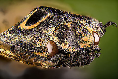 Neolycoreus regalis Specimen. An obscure click beetle from Madagascar with a clear eye pattern on the thorax. Formerly known as Lycoreus Regalis.
https://www.jungledragon.com/image/111413/neolycoreus_regalis_-_lateral.html
https://www.jungledragon.com/image/111414/neolycoreus_regalis_-_side_view.html
https://www.jungledragon.com/image/111415/neolycoreus_regalis_-_frontal.html
https://www.jungledragon.com/image/111416/neolycoreus_regalis_-_thorax.html
https://www.jungledragon.com/image/111418/neolycoreus_regalis_-_underside.html
https://www.jungledragon.com/image/111419/neolycoreus_regalis.html
https://www.jungledragon.com/image/111420/neolycoreus_regalis_-_mug_shot.html
https://www.jungledragon.com/image/111421/neolycoreus_regalis_-_head.html Extreme Macro,Neolycoreus regalis