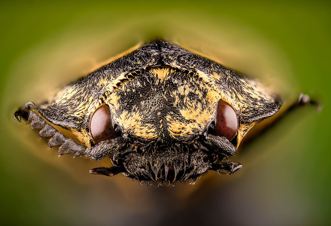Neolycoreus regalis - mug shot Specimen. An obscure click beetle from Madagascar with a clear eye pattern on the thorax. Formerly known as Lycoreus Regalis.<br />
<figure class="photo"><a href="https://www.jungledragon.com/image/111413/neolycoreus_regalis_-_lateral.html" title="Neolycoreus regalis - lateral"><img src="https://s3.amazonaws.com/media.jungledragon.com/images/2/111413_thumb.jpg?AWSAccessKeyId=05GMT0V3GWVNE7GGM1R2&Expires=1767225610&Signature=hikwC4tHTsEdg4aR4DwDEEJGpzM%3D" width="200" height="148" alt="Neolycoreus regalis - lateral Specimen. An obscure click beetle from Madagascar with a clear eye pattern on the thorax. Formerly known as Lycoreus Regalis.<br />
https://www.jungledragon.com/image/111413/neolycoreus_regalis_-_lateral.html<br />
https://www.jungledragon.com/image/111414/neolycoreus_regalis_-_side_view.html<br />
https://www.jungledragon.com/image/111415/neolycoreus_regalis_-_frontal.html<br />
https://www.jungledragon.com/image/111416/neolycoreus_regalis_-_thorax.html<br />
https://www.jungledragon.com/image/111418/neolycoreus_regalis_-_underside.html<br />
https://www.jungledragon.com/image/111419/neolycoreus_regalis.html<br />
https://www.jungledragon.com/image/111420/neolycoreus_regalis_-_mug_shot.html<br />
https://www.jungledragon.com/image/111421/neolycoreus_regalis_-_head.html Macro,Neolycoreus regalis" /></a></figure><br />
<figure class="photo"><a href="https://www.jungledragon.com/image/111414/neolycoreus_regalis_-_side_view.html" title="Neolycoreus regalis - side view"><img src="https://s3.amazonaws.com/media.jungledragon.com/images/2/111414_thumb.jpg?AWSAccessKeyId=05GMT0V3GWVNE7GGM1R2&Expires=1767225610&Signature=zi08sjR0X%2FD5iDEN0FeFnVXAf80%3D" width="200" height="122" alt="Neolycoreus regalis - side view Specimen. An obscure click beetle from Madagascar with a clear eye pattern on the thorax. Formerly known as Lycoreus Regalis.<br />
https://www.jungledragon.com/image/111413/neolycoreus_regalis_-_lateral.html<br />
https://www.jungledragon.com/image/111414/neolycoreus_regalis_-_side_view.html<br />
https://www.jungledragon.com/image/111415/neolycoreus_regalis_-_frontal.html<br />
https://www.jungledragon.com/image/111416/neolycoreus_regalis_-_thorax.html<br />
https://www.jungledragon.com/image/111418/neolycoreus_regalis_-_underside.html<br />
https://www.jungledragon.com/image/111419/neolycoreus_regalis.html<br />
https://www.jungledragon.com/image/111420/neolycoreus_regalis_-_mug_shot.html<br />
https://www.jungledragon.com/image/111421/neolycoreus_regalis_-_head.html Macro,Neolycoreus regalis" /></a></figure><br />
<figure class="photo"><a href="https://www.jungledragon.com/image/111415/neolycoreus_regalis_-_frontal.html" title="Neolycoreus regalis - frontal"><img src="https://s3.amazonaws.com/media.jungledragon.com/images/2/111415_thumb.jpg?AWSAccessKeyId=05GMT0V3GWVNE7GGM1R2&Expires=1767225610&Signature=bQjIxIF985kHSOXVc64a25AT1Gw%3D" width="200" height="154" alt="Neolycoreus regalis - frontal Specimen. An obscure click beetle from Madagascar with a clear eye pattern on the thorax. Formerly known as Lycoreus Regalis.<br />
https://www.jungledragon.com/image/111413/neolycoreus_regalis_-_lateral.html<br />
https://www.jungledragon.com/image/111414/neolycoreus_regalis_-_side_view.html<br />
https://www.jungledragon.com/image/111415/neolycoreus_regalis_-_frontal.html<br />
https://www.jungledragon.com/image/111416/neolycoreus_regalis_-_thorax.html<br />
https://www.jungledragon.com/image/111418/neolycoreus_regalis_-_underside.html<br />
https://www.jungledragon.com/image/111419/neolycoreus_regalis.html<br />
https://www.jungledragon.com/image/111420/neolycoreus_regalis_-_mug_shot.html<br />
https://www.jungledragon.com/image/111421/neolycoreus_regalis_-_head.html Macro,Neolycoreus regalis" /></a></figure><br />
<figure class="photo"><a href="https://www.jungledragon.com/image/111416/neolycoreus_regalis_-_thorax.html" title="Neolycoreus regalis - thorax"><img src="https://s3.amazonaws.com/media.jungledragon.com/images/2/111416_thumb.jpg?AWSAccessKeyId=05GMT0V3GWVNE7GGM1R2&Expires=1767225610&Signature=jpzrCbVp3BQcrUHEdZsR6KLI3q0%3D" width="140" height="152" alt="Neolycoreus regalis - thorax Specimen. An obscure click beetle from Madagascar with a clear eye pattern on the thorax. Formerly known as Lycoreus Regalis.<br />
https://www.jungledragon.com/image/111413/neolycoreus_regalis_-_lateral.html<br />
https://www.jungledragon.com/image/111414/neolycoreus_regalis_-_side_view.html<br />
https://www.jungledragon.com/image/111415/neolycoreus_regalis_-_frontal.html<br />
https://www.jungledragon.com/image/111416/neolycoreus_regalis_-_thorax.html<br />
https://www.jungledragon.com/image/111418/neolycoreus_regalis_-_underside.html<br />
https://www.jungledragon.com/image/111419/neolycoreus_regalis.html<br />
https://www.jungledragon.com/image/111420/neolycoreus_regalis_-_mug_shot.html<br />
https://www.jungledragon.com/image/111421/neolycoreus_regalis_-_head.html Macro,Neolycoreus regalis" /></a></figure><br />
<figure class="photo"><a href="https://www.jungledragon.com/image/111418/neolycoreus_regalis_-_underside.html" title="Neolycoreus regalis - underside"><img src="https://s3.amazonaws.com/media.jungledragon.com/images/2/111418_thumb.jpg?AWSAccessKeyId=05GMT0V3GWVNE7GGM1R2&Expires=1767225610&Signature=uCdWQqZjgiKAHUUi35n%2BnvL512g%3D" width="108" height="152" alt="Neolycoreus regalis - underside Specimen. An obscure click beetle from Madagascar with a clear eye pattern on the thorax. Formerly known as Lycoreus Regalis.<br />
https://www.jungledragon.com/image/111413/neolycoreus_regalis_-_lateral.html<br />
https://www.jungledragon.com/image/111414/neolycoreus_regalis_-_side_view.html<br />
https://www.jungledragon.com/image/111415/neolycoreus_regalis_-_frontal.html<br />
https://www.jungledragon.com/image/111416/neolycoreus_regalis_-_thorax.html<br />
https://www.jungledragon.com/image/111418/neolycoreus_regalis_-_underside.html<br />
https://www.jungledragon.com/image/111419/neolycoreus_regalis.html<br />
https://www.jungledragon.com/image/111420/neolycoreus_regalis_-_mug_shot.html<br />
https://www.jungledragon.com/image/111421/neolycoreus_regalis_-_head.html Macro,Neolycoreus regalis" /></a></figure><br />
<figure class="photo"><a href="https://www.jungledragon.com/image/111419/neolycoreus_regalis.html" title="Neolycoreus regalis"><img src="https://s3.amazonaws.com/media.jungledragon.com/images/2/111419_thumb.jpg?AWSAccessKeyId=05GMT0V3GWVNE7GGM1R2&Expires=1767225610&Signature=6pVUwT7ElgCOPKZcxT%2FugF2AdQM%3D" width="200" height="134" alt="Neolycoreus regalis Specimen. An obscure click beetle from Madagascar with a clear eye pattern on the thorax. Formerly known as Lycoreus Regalis.<br />
https://www.jungledragon.com/image/111413/neolycoreus_regalis_-_lateral.html<br />
https://www.jungledragon.com/image/111414/neolycoreus_regalis_-_side_view.html<br />
https://www.jungledragon.com/image/111415/neolycoreus_regalis_-_frontal.html<br />
https://www.jungledragon.com/image/111416/neolycoreus_regalis_-_thorax.html<br />
https://www.jungledragon.com/image/111418/neolycoreus_regalis_-_underside.html<br />
https://www.jungledragon.com/image/111419/neolycoreus_regalis.html<br />
https://www.jungledragon.com/image/111420/neolycoreus_regalis_-_mug_shot.html<br />
https://www.jungledragon.com/image/111421/neolycoreus_regalis_-_head.html Extreme Macro,Neolycoreus regalis" /></a></figure><br />
<figure class="photo"><a href="https://www.jungledragon.com/image/111420/neolycoreus_regalis_-_mug_shot.html" title="Neolycoreus regalis - mug shot"><img src="https://s3.amazonaws.com/media.jungledragon.com/images/2/111420_thumb.jpg?AWSAccessKeyId=05GMT0V3GWVNE7GGM1R2&Expires=1767225610&Signature=tDrjZsiCCPr263oB1U3QlmMoP4Q%3D" width="200" height="138" alt="Neolycoreus regalis - mug shot Specimen. An obscure click beetle from Madagascar with a clear eye pattern on the thorax. Formerly known as Lycoreus Regalis.<br />
https://www.jungledragon.com/image/111413/neolycoreus_regalis_-_lateral.html<br />
https://www.jungledragon.com/image/111414/neolycoreus_regalis_-_side_view.html<br />
https://www.jungledragon.com/image/111415/neolycoreus_regalis_-_frontal.html<br />
https://www.jungledragon.com/image/111416/neolycoreus_regalis_-_thorax.html<br />
https://www.jungledragon.com/image/111418/neolycoreus_regalis_-_underside.html<br />
https://www.jungledragon.com/image/111419/neolycoreus_regalis.html<br />
https://www.jungledragon.com/image/111420/neolycoreus_regalis_-_mug_shot.html<br />
https://www.jungledragon.com/image/111421/neolycoreus_regalis_-_head.html Extreme Macro,Extreme Macro Portraits,Neolycoreus regalis" /></a></figure><br />
<figure class="photo"><a href="https://www.jungledragon.com/image/111421/neolycoreus_regalis_-_head.html" title="Neolycoreus regalis - head"><img src="https://s3.amazonaws.com/media.jungledragon.com/images/2/111421_thumb.jpg?AWSAccessKeyId=05GMT0V3GWVNE7GGM1R2&Expires=1767225610&Signature=eUoBi%2Bf%2B5XU1pfqIYzy60W9%2BiU8%3D" width="200" height="134" alt="Neolycoreus regalis - head Specimen. An obscure click beetle from Madagascar with a clear eye pattern on the thorax. Formerly known as Lycoreus Regalis.<br />
https://www.jungledragon.com/image/111413/neolycoreus_regalis_-_lateral.html<br />
https://www.jungledragon.com/image/111414/neolycoreus_regalis_-_side_view.html<br />
https://www.jungledragon.com/image/111415/neolycoreus_regalis_-_frontal.html<br />
https://www.jungledragon.com/image/111416/neolycoreus_regalis_-_thorax.html<br />
https://www.jungledragon.com/image/111418/neolycoreus_regalis_-_underside.html<br />
https://www.jungledragon.com/image/111419/neolycoreus_regalis.html<br />
https://www.jungledragon.com/image/111420/neolycoreus_regalis_-_mug_shot.html<br />
https://www.jungledragon.com/image/111421/neolycoreus_regalis_-_head.html Extreme Macro,Neolycoreus regalis" /></a></figure> Extreme Macro,Extreme Macro Portraits,Neolycoreus regalis