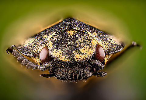 Neolycoreus regalis - mug shot Specimen. An obscure click beetle from Madagascar with a clear eye pattern on the thorax. Formerly known as Lycoreus Regalis.
https://www.jungledragon.com/image/111413/neolycoreus_regalis_-_lateral.html
https://www.jungledragon.com/image/111414/neolycoreus_regalis_-_side_view.html
https://www.jungledragon.com/image/111415/neolycoreus_regalis_-_frontal.html
https://www.jungledragon.com/image/111416/neolycoreus_regalis_-_thorax.html
https://www.jungledragon.com/image/111418/neolycoreus_regalis_-_underside.html
https://www.jungledragon.com/image/111419/neolycoreus_regalis.html
https://www.jungledragon.com/image/111420/neolycoreus_regalis_-_mug_shot.html
https://www.jungledragon.com/image/111421/neolycoreus_regalis_-_head.html Extreme Macro,Extreme Macro Portraits,Neolycoreus regalis