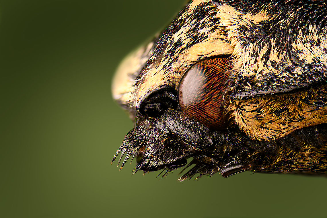 Neolycoreus regalis - head Specimen. An obscure click beetle from Madagascar with a clear eye pattern on the thorax. Formerly known as Lycoreus Regalis.<br />
<figure class="photo"><a href="https://www.jungledragon.com/image/111413/neolycoreus_regalis_-_lateral.html" title="Neolycoreus regalis - lateral"><img src="https://s3.amazonaws.com/media.jungledragon.com/images/2/111413_thumb.jpg?AWSAccessKeyId=05GMT0V3GWVNE7GGM1R2&Expires=1763596810&Signature=8DIqsoC6iD%2BSPVXKJpGWgKhSgoE%3D" width="200" height="148" alt="Neolycoreus regalis - lateral Specimen. An obscure click beetle from Madagascar with a clear eye pattern on the thorax. Formerly known as Lycoreus Regalis.<br />
https://www.jungledragon.com/image/111413/neolycoreus_regalis_-_lateral.html<br />
https://www.jungledragon.com/image/111414/neolycoreus_regalis_-_side_view.html<br />
https://www.jungledragon.com/image/111415/neolycoreus_regalis_-_frontal.html<br />
https://www.jungledragon.com/image/111416/neolycoreus_regalis_-_thorax.html<br />
https://www.jungledragon.com/image/111418/neolycoreus_regalis_-_underside.html<br />
https://www.jungledragon.com/image/111419/neolycoreus_regalis.html<br />
https://www.jungledragon.com/image/111420/neolycoreus_regalis_-_mug_shot.html<br />
https://www.jungledragon.com/image/111421/neolycoreus_regalis_-_head.html Macro,Neolycoreus regalis" /></a></figure><br />
<figure class="photo"><a href="https://www.jungledragon.com/image/111414/neolycoreus_regalis_-_side_view.html" title="Neolycoreus regalis - side view"><img src="https://s3.amazonaws.com/media.jungledragon.com/images/2/111414_thumb.jpg?AWSAccessKeyId=05GMT0V3GWVNE7GGM1R2&Expires=1763596810&Signature=A53x1PEXtsd8S3SekKBn5%2BRxhXs%3D" width="200" height="122" alt="Neolycoreus regalis - side view Specimen. An obscure click beetle from Madagascar with a clear eye pattern on the thorax. Formerly known as Lycoreus Regalis.<br />
https://www.jungledragon.com/image/111413/neolycoreus_regalis_-_lateral.html<br />
https://www.jungledragon.com/image/111414/neolycoreus_regalis_-_side_view.html<br />
https://www.jungledragon.com/image/111415/neolycoreus_regalis_-_frontal.html<br />
https://www.jungledragon.com/image/111416/neolycoreus_regalis_-_thorax.html<br />
https://www.jungledragon.com/image/111418/neolycoreus_regalis_-_underside.html<br />
https://www.jungledragon.com/image/111419/neolycoreus_regalis.html<br />
https://www.jungledragon.com/image/111420/neolycoreus_regalis_-_mug_shot.html<br />
https://www.jungledragon.com/image/111421/neolycoreus_regalis_-_head.html Macro,Neolycoreus regalis" /></a></figure><br />
<figure class="photo"><a href="https://www.jungledragon.com/image/111415/neolycoreus_regalis_-_frontal.html" title="Neolycoreus regalis - frontal"><img src="https://s3.amazonaws.com/media.jungledragon.com/images/2/111415_thumb.jpg?AWSAccessKeyId=05GMT0V3GWVNE7GGM1R2&Expires=1763596810&Signature=eDuB8RNXDZzo3JwG%2BIVJOPtHaGY%3D" width="200" height="154" alt="Neolycoreus regalis - frontal Specimen. An obscure click beetle from Madagascar with a clear eye pattern on the thorax. Formerly known as Lycoreus Regalis.<br />
https://www.jungledragon.com/image/111413/neolycoreus_regalis_-_lateral.html<br />
https://www.jungledragon.com/image/111414/neolycoreus_regalis_-_side_view.html<br />
https://www.jungledragon.com/image/111415/neolycoreus_regalis_-_frontal.html<br />
https://www.jungledragon.com/image/111416/neolycoreus_regalis_-_thorax.html<br />
https://www.jungledragon.com/image/111418/neolycoreus_regalis_-_underside.html<br />
https://www.jungledragon.com/image/111419/neolycoreus_regalis.html<br />
https://www.jungledragon.com/image/111420/neolycoreus_regalis_-_mug_shot.html<br />
https://www.jungledragon.com/image/111421/neolycoreus_regalis_-_head.html Macro,Neolycoreus regalis" /></a></figure><br />
<figure class="photo"><a href="https://www.jungledragon.com/image/111416/neolycoreus_regalis_-_thorax.html" title="Neolycoreus regalis - thorax"><img src="https://s3.amazonaws.com/media.jungledragon.com/images/2/111416_thumb.jpg?AWSAccessKeyId=05GMT0V3GWVNE7GGM1R2&Expires=1763596810&Signature=OHvB3XeBuvKxmHfoSKodOooYhH0%3D" width="140" height="152" alt="Neolycoreus regalis - thorax Specimen. An obscure click beetle from Madagascar with a clear eye pattern on the thorax. Formerly known as Lycoreus Regalis.<br />
https://www.jungledragon.com/image/111413/neolycoreus_regalis_-_lateral.html<br />
https://www.jungledragon.com/image/111414/neolycoreus_regalis_-_side_view.html<br />
https://www.jungledragon.com/image/111415/neolycoreus_regalis_-_frontal.html<br />
https://www.jungledragon.com/image/111416/neolycoreus_regalis_-_thorax.html<br />
https://www.jungledragon.com/image/111418/neolycoreus_regalis_-_underside.html<br />
https://www.jungledragon.com/image/111419/neolycoreus_regalis.html<br />
https://www.jungledragon.com/image/111420/neolycoreus_regalis_-_mug_shot.html<br />
https://www.jungledragon.com/image/111421/neolycoreus_regalis_-_head.html Macro,Neolycoreus regalis" /></a></figure><br />
<figure class="photo"><a href="https://www.jungledragon.com/image/111418/neolycoreus_regalis_-_underside.html" title="Neolycoreus regalis - underside"><img src="https://s3.amazonaws.com/media.jungledragon.com/images/2/111418_thumb.jpg?AWSAccessKeyId=05GMT0V3GWVNE7GGM1R2&Expires=1763596810&Signature=bqjsAFhwwCV%2FTt132TKGduNiCyw%3D" width="108" height="152" alt="Neolycoreus regalis - underside Specimen. An obscure click beetle from Madagascar with a clear eye pattern on the thorax. Formerly known as Lycoreus Regalis.<br />
https://www.jungledragon.com/image/111413/neolycoreus_regalis_-_lateral.html<br />
https://www.jungledragon.com/image/111414/neolycoreus_regalis_-_side_view.html<br />
https://www.jungledragon.com/image/111415/neolycoreus_regalis_-_frontal.html<br />
https://www.jungledragon.com/image/111416/neolycoreus_regalis_-_thorax.html<br />
https://www.jungledragon.com/image/111418/neolycoreus_regalis_-_underside.html<br />
https://www.jungledragon.com/image/111419/neolycoreus_regalis.html<br />
https://www.jungledragon.com/image/111420/neolycoreus_regalis_-_mug_shot.html<br />
https://www.jungledragon.com/image/111421/neolycoreus_regalis_-_head.html Macro,Neolycoreus regalis" /></a></figure><br />
<figure class="photo"><a href="https://www.jungledragon.com/image/111419/neolycoreus_regalis.html" title="Neolycoreus regalis"><img src="https://s3.amazonaws.com/media.jungledragon.com/images/2/111419_thumb.jpg?AWSAccessKeyId=05GMT0V3GWVNE7GGM1R2&Expires=1763596810&Signature=ijreHUtZryf7w%2BDjcg4Mpie5nQc%3D" width="200" height="134" alt="Neolycoreus regalis Specimen. An obscure click beetle from Madagascar with a clear eye pattern on the thorax. Formerly known as Lycoreus Regalis.<br />
https://www.jungledragon.com/image/111413/neolycoreus_regalis_-_lateral.html<br />
https://www.jungledragon.com/image/111414/neolycoreus_regalis_-_side_view.html<br />
https://www.jungledragon.com/image/111415/neolycoreus_regalis_-_frontal.html<br />
https://www.jungledragon.com/image/111416/neolycoreus_regalis_-_thorax.html<br />
https://www.jungledragon.com/image/111418/neolycoreus_regalis_-_underside.html<br />
https://www.jungledragon.com/image/111419/neolycoreus_regalis.html<br />
https://www.jungledragon.com/image/111420/neolycoreus_regalis_-_mug_shot.html<br />
https://www.jungledragon.com/image/111421/neolycoreus_regalis_-_head.html Extreme Macro,Neolycoreus regalis" /></a></figure><br />
<figure class="photo"><a href="https://www.jungledragon.com/image/111420/neolycoreus_regalis_-_mug_shot.html" title="Neolycoreus regalis - mug shot"><img src="https://s3.amazonaws.com/media.jungledragon.com/images/2/111420_thumb.jpg?AWSAccessKeyId=05GMT0V3GWVNE7GGM1R2&Expires=1763596810&Signature=QO806F7QY3xl%2FmHGCF5eZasRkVY%3D" width="200" height="138" alt="Neolycoreus regalis - mug shot Specimen. An obscure click beetle from Madagascar with a clear eye pattern on the thorax. Formerly known as Lycoreus Regalis.<br />
https://www.jungledragon.com/image/111413/neolycoreus_regalis_-_lateral.html<br />
https://www.jungledragon.com/image/111414/neolycoreus_regalis_-_side_view.html<br />
https://www.jungledragon.com/image/111415/neolycoreus_regalis_-_frontal.html<br />
https://www.jungledragon.com/image/111416/neolycoreus_regalis_-_thorax.html<br />
https://www.jungledragon.com/image/111418/neolycoreus_regalis_-_underside.html<br />
https://www.jungledragon.com/image/111419/neolycoreus_regalis.html<br />
https://www.jungledragon.com/image/111420/neolycoreus_regalis_-_mug_shot.html<br />
https://www.jungledragon.com/image/111421/neolycoreus_regalis_-_head.html Extreme Macro,Extreme Macro Portraits,Neolycoreus regalis" /></a></figure><br />
<figure class="photo"><a href="https://www.jungledragon.com/image/111421/neolycoreus_regalis_-_head.html" title="Neolycoreus regalis - head"><img src="https://s3.amazonaws.com/media.jungledragon.com/images/2/111421_thumb.jpg?AWSAccessKeyId=05GMT0V3GWVNE7GGM1R2&Expires=1763596810&Signature=77ic6xWS4lHyJUr0bIghsCrYQtw%3D" width="200" height="134" alt="Neolycoreus regalis - head Specimen. An obscure click beetle from Madagascar with a clear eye pattern on the thorax. Formerly known as Lycoreus Regalis.<br />
https://www.jungledragon.com/image/111413/neolycoreus_regalis_-_lateral.html<br />
https://www.jungledragon.com/image/111414/neolycoreus_regalis_-_side_view.html<br />
https://www.jungledragon.com/image/111415/neolycoreus_regalis_-_frontal.html<br />
https://www.jungledragon.com/image/111416/neolycoreus_regalis_-_thorax.html<br />
https://www.jungledragon.com/image/111418/neolycoreus_regalis_-_underside.html<br />
https://www.jungledragon.com/image/111419/neolycoreus_regalis.html<br />
https://www.jungledragon.com/image/111420/neolycoreus_regalis_-_mug_shot.html<br />
https://www.jungledragon.com/image/111421/neolycoreus_regalis_-_head.html Extreme Macro,Neolycoreus regalis" /></a></figure> Extreme Macro,Neolycoreus regalis
