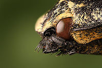 Neolycoreus regalis - head Specimen. An obscure click beetle from Madagascar with a clear eye pattern on the thorax. Formerly known as Lycoreus Regalis.<br />
https://www.jungledragon.com/image/111413/neolycoreus_regalis_-_lateral.html<br />
https://www.jungledragon.com/image/111414/neolycoreus_regalis_-_side_view.html<br />
https://www.jungledragon.com/image/111415/neolycoreus_regalis_-_frontal.html<br />
https://www.jungledragon.com/image/111416/neolycoreus_regalis_-_thorax.html<br />
https://www.jungledragon.com/image/111418/neolycoreus_regalis_-_underside.html<br />
https://www.jungledragon.com/image/111419/neolycoreus_regalis.html<br />
https://www.jungledragon.com/image/111420/neolycoreus_regalis_-_mug_shot.html<br />
https://www.jungledragon.com/image/111421/neolycoreus_regalis_-_head.html Extreme Macro,Neolycoreus regalis