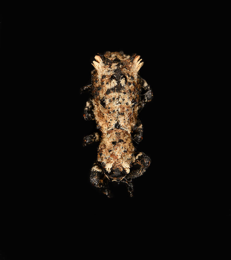 Lithinus Sepidoides - lateral A super weird tiny weevil, full of hairs and bumps. It's only a few mm in size and due to its odd body, it's hard to tell which side is which. It's quite obscure, it seems only known from insect specimen collections. Note that its hairs usually are much more spiky, my specimen may be affected by the drying process.<br />
<figure class="photo"><a href="https://www.jungledragon.com/image/111427/lithinus_sepidoides_-_lateral.html" title="Lithinus Sepidoides - lateral"><img src="https://s3.amazonaws.com/media.jungledragon.com/images/2/111427_thumb.jpg?AWSAccessKeyId=05GMT0V3GWVNE7GGM1R2&Expires=1763596810&Signature=aXjKwSwreJEWEDk00poDFtncCJE%3D" width="136" height="152" alt="Lithinus Sepidoides - lateral A super weird tiny weevil, full of hairs and bumps. It's only a few mm in size and due to its odd body, it's hard to tell which side is which. It's quite obscure, it seems only known from insect specimen collections. Note that its hairs usually are much more spiky, my specimen may be affected by the drying process.<br />
https://www.jungledragon.com/image/111427/lithinus_sepidoides_-_lateral.html<br />
https://www.jungledragon.com/image/111428/lithinus_sepidoides_-_side_view.html<br />
https://www.jungledragon.com/image/111429/lithinus_sepidoides_-_mug_shot.html Lithinus Sepidoides,Macro" /></a></figure><br />
<figure class="photo"><a href="https://www.jungledragon.com/image/111428/lithinus_sepidoides_-_side_view.html" title="Lithinus Sepidoides - side view"><img src="https://s3.amazonaws.com/media.jungledragon.com/images/2/111428_thumb.jpg?AWSAccessKeyId=05GMT0V3GWVNE7GGM1R2&Expires=1763596810&Signature=BVz%2F8%2Fut9KntuZ1Xs2RKqGjizYo%3D" width="200" height="134" alt="Lithinus Sepidoides - side view A super weird tiny weevil, full of hairs and bumps. It's only a few mm in size and due to its odd body, it's hard to tell which side is which. It's quite obscure, it seems only known from insect specimen collections. Note that its hairs usually are much more spiky, my specimen may be affected by the drying process.<br />
https://www.jungledragon.com/image/111427/lithinus_sepidoides_-_lateral.html<br />
https://www.jungledragon.com/image/111428/lithinus_sepidoides_-_side_view.html<br />
https://www.jungledragon.com/image/111429/lithinus_sepidoides_-_mug_shot.html Lithinus Sepidoides,Macro" /></a></figure><br />
<figure class="photo"><a href="https://www.jungledragon.com/image/111429/lithinus_sepidoides_-_mug_shot.html" title="Lithinus Sepidoides - mug shot"><img src="https://s3.amazonaws.com/media.jungledragon.com/images/2/111429_thumb.jpg?AWSAccessKeyId=05GMT0V3GWVNE7GGM1R2&Expires=1763596810&Signature=vg9k%2BGh1tmuvF3PvzJvb6xIGbzQ%3D" width="200" height="138" alt="Lithinus Sepidoides - mug shot A super weird tiny weevil, full of hairs and bumps. It's only a few mm in size and due to its odd body, it's hard to tell which side is which. It's quite obscure, it seems only known from insect specimen collections. Note that its hairs usually are much more spiky, my specimen may be affected by the drying process.<br />
https://www.jungledragon.com/image/111427/lithinus_sepidoides_-_lateral.html<br />
https://www.jungledragon.com/image/111428/lithinus_sepidoides_-_side_view.html<br />
https://www.jungledragon.com/image/111429/lithinus_sepidoides_-_mug_shot.html Extreme Macro,Extreme Macro Portraits,Lithinus Sepidoides" /></a></figure> Lithinus Sepidoides,Macro