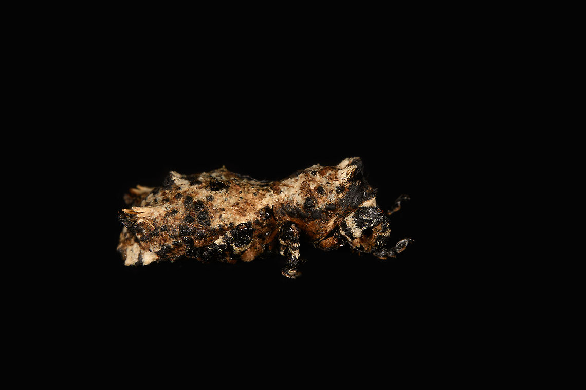 Lithinus Sepidoides - side view A super weird tiny weevil, full of hairs and bumps. It&#039;s only a few mm in size and due to its odd body, it&#039;s hard to tell which side is which. It&#039;s quite obscure, it seems only known from insect specimen collections. Note that its hairs usually are much more spiky, my specimen may be affected by the drying process.<br />
<figure class="photo"><a href="https://www.jungledragon.com/image/111427/lithinus_sepidoides_-_lateral.html" title="Lithinus Sepidoides - lateral"><img src="https://s3.amazonaws.com/media.jungledragon.com/images/2/111427_thumb.jpg?AWSAccessKeyId=05GMT0V3GWVNE7GGM1R2&Expires=1767225610&Signature=Ka8640SXUWsU1AFwQxFx2QYhTyM%3D" width="136" height="152" alt="Lithinus Sepidoides - lateral A super weird tiny weevil, full of hairs and bumps. It&#039;s only a few mm in size and due to its odd body, it&#039;s hard to tell which side is which. It&#039;s quite obscure, it seems only known from insect specimen collections. Note that its hairs usually are much more spiky, my specimen may be affected by the drying process.<br />
https://www.jungledragon.com/image/111427/lithinus_sepidoides_-_lateral.html<br />
https://www.jungledragon.com/image/111428/lithinus_sepidoides_-_side_view.html<br />
https://www.jungledragon.com/image/111429/lithinus_sepidoides_-_mug_shot.html Lithinus Sepidoides,Macro" /></a></figure><br />
<figure class="photo"><a href="https://www.jungledragon.com/image/111428/lithinus_sepidoides_-_side_view.html" title="Lithinus Sepidoides - side view"><img src="https://s3.amazonaws.com/media.jungledragon.com/images/2/111428_thumb.jpg?AWSAccessKeyId=05GMT0V3GWVNE7GGM1R2&Expires=1767225610&Signature=8NgB%2FDyTulOoix5w1c9P4AYupQ0%3D" width="200" height="134" alt="Lithinus Sepidoides - side view A super weird tiny weevil, full of hairs and bumps. It&#039;s only a few mm in size and due to its odd body, it&#039;s hard to tell which side is which. It&#039;s quite obscure, it seems only known from insect specimen collections. Note that its hairs usually are much more spiky, my specimen may be affected by the drying process.<br />
https://www.jungledragon.com/image/111427/lithinus_sepidoides_-_lateral.html<br />
https://www.jungledragon.com/image/111428/lithinus_sepidoides_-_side_view.html<br />
https://www.jungledragon.com/image/111429/lithinus_sepidoides_-_mug_shot.html Lithinus Sepidoides,Macro" /></a></figure><br />
<figure class="photo"><a href="https://www.jungledragon.com/image/111429/lithinus_sepidoides_-_mug_shot.html" title="Lithinus Sepidoides - mug shot"><img src="https://s3.amazonaws.com/media.jungledragon.com/images/2/111429_thumb.jpg?AWSAccessKeyId=05GMT0V3GWVNE7GGM1R2&Expires=1767225610&Signature=S3061cKwHrViz9ra0qAIKM89V6o%3D" width="200" height="138" alt="Lithinus Sepidoides - mug shot A super weird tiny weevil, full of hairs and bumps. It&#039;s only a few mm in size and due to its odd body, it&#039;s hard to tell which side is which. It&#039;s quite obscure, it seems only known from insect specimen collections. Note that its hairs usually are much more spiky, my specimen may be affected by the drying process.<br />
https://www.jungledragon.com/image/111427/lithinus_sepidoides_-_lateral.html<br />
https://www.jungledragon.com/image/111428/lithinus_sepidoides_-_side_view.html<br />
https://www.jungledragon.com/image/111429/lithinus_sepidoides_-_mug_shot.html Extreme Macro,Extreme Macro Portraits,Lithinus Sepidoides" /></a></figure> Lithinus Sepidoides,Macro