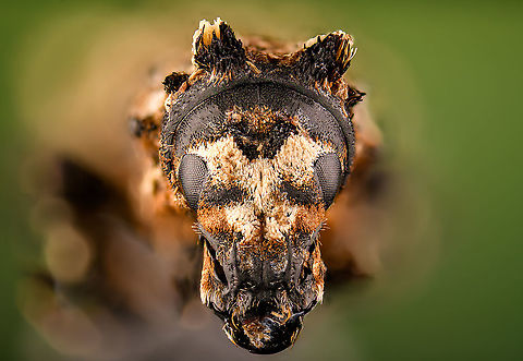 Lithinus Sepidoides - mug shot A super weird tiny weevil, full of hairs and bumps. It's only a few mm in size and due to its odd body, it's hard to tell which side is which. It's quite obscure, it seems only known from insect specimen collections. Note that its hairs usually are much more spiky, my specimen may be affected by the drying process.
https://www.jungledragon.com/image/111427/lithinus_sepidoides_-_lateral.html
https://www.jungledragon.com/image/111428/lithinus_sepidoides_-_side_view.html
https://www.jungledragon.com/image/111429/lithinus_sepidoides_-_mug_shot.html Extreme Macro,Extreme Macro Portraits,Lithinus Sepidoides