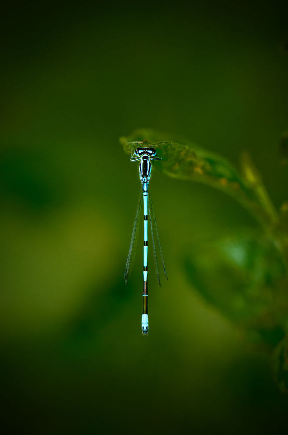 Azure Damselfly top view I got lucky and found the sleeping place of 5 Azure damselflies. They were either sleeping or too cold to fly away which finally gave me some time to photograph them the way I want to. I'll be posting a few more. Azure Damselfly,Coenagrion puella,Geotagged,The Netherlands