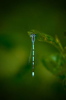 Azure Damselfly top view I got lucky and found the sleeping place of 5 Azure damselflies. They were either sleeping or too cold to fly away which finally gave me some time to photograph them the way I want to. I'll be posting a few more. Azure Damselfly,Coenagrion puella,Geotagged,The Netherlands