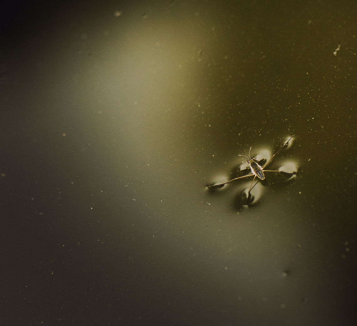 Common Water strider travelling pond  Geotagged,Gerris lacustris,The Netherlands