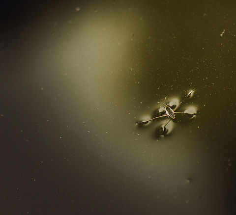 Common Water strider travelling pond  Geotagged,Gerris lacustris,The Netherlands