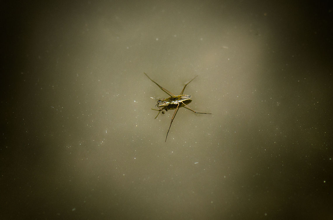Common Water strider travelling pond - 2 This common water strider distributes its weight so well that not even its legs distort the water. It&#039;s almost as if it is walking on concrete instead of water. Geotagged,Gerris lacustris,The Netherlands
