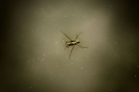Common Water strider travelling pond - 2 This common water strider distributes its weight so well that not even its legs distort the water. It's almost as if it is walking on concrete instead of water. Geotagged,Gerris lacustris,The Netherlands