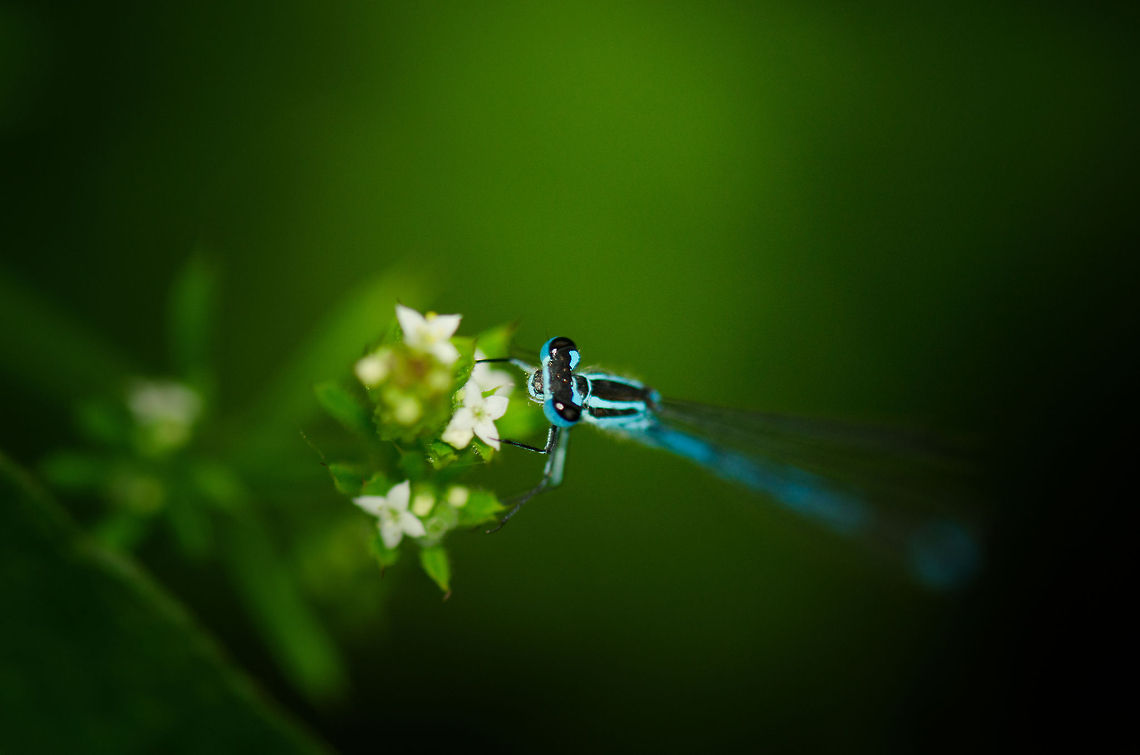 Azure damselfly flower hug  Azure Damselfly,Coenagrion puella,Heesch,Macro
