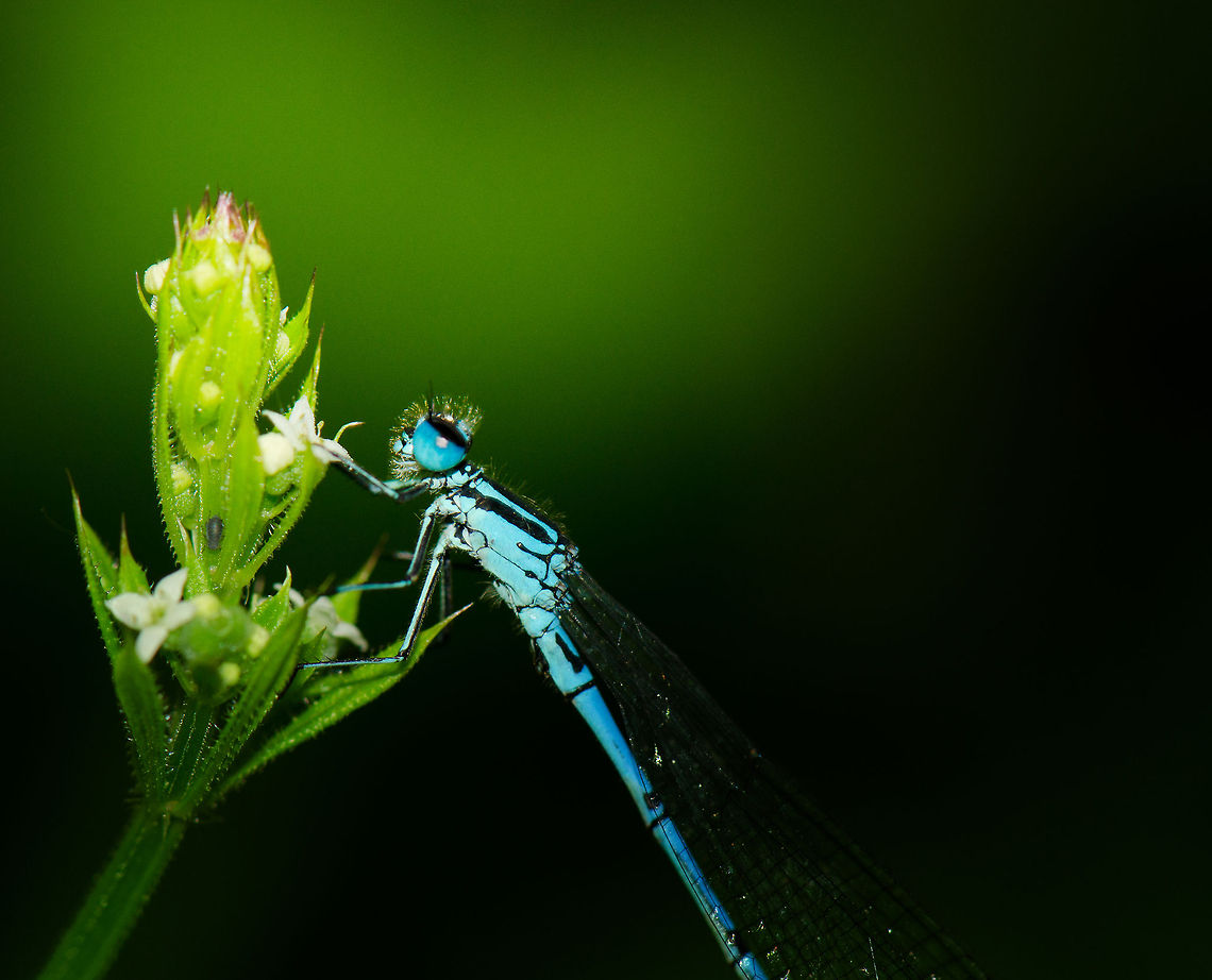 Azure damselfly hanging on to flower (macro) Damselfly and aphid on Cleavers (Galium aparine). Azure Damselfly,Coenagrion puella,Heesch,Macro