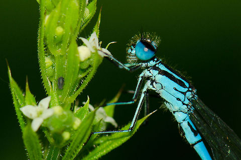 Azure Damselfly extreme macro I was able to get really close on this one, although this is a cropped photo. I found the place where these Azure Damselflies go to sleep an hour or two before sunset. During that state they are awake yet really slow and tolerant, probably because they are too cold to fly.

Oh by the way, check out the secret bug in this closeup :) Azure Damselfly,Coenagrion puella,Heesch,Macro