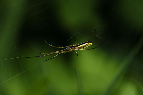 Tetragnatha extensa stretching  Geotagged,Heesch,Macro,Tetragnatha extensa,The Netherlands