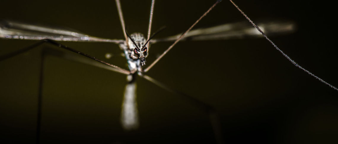 Tipula oleracea discovered Photography tip: be careful where you point your flash at. Geotagged,Heesch,Macro,The Netherlands,Tipula oleracea