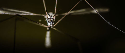 Tipula oleracea discovered Photography tip: be careful where you point your flash at. Geotagged,Heesch,Macro,The Netherlands,Tipula oleracea