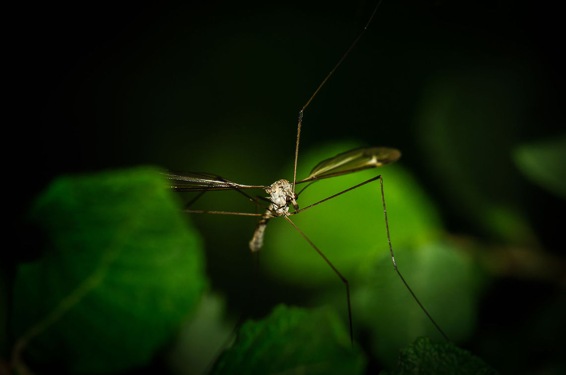 Tipula oleracea walking This full body shot of a Tipula oleracea, a species of cranefly, shows it walking. Their legs are incredibly long, and can be dissected, although they will not regrow. Their odd body anatomy makes craneflies very poor flyers. Heesch,Macro,Tipula oleracea