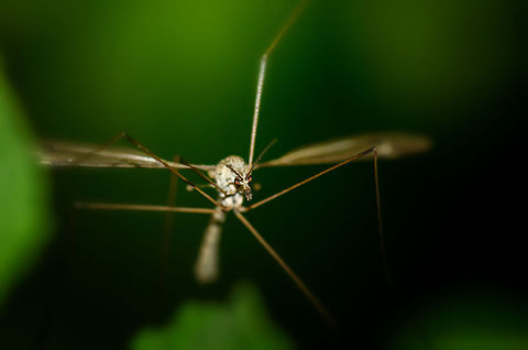Tipula oleracea intimidating pose Have no fear though. Adults are harmless. They only live a few days and barely eat. If they do, it is mostly nectar. Heesch,Macro,Tipula oleracea
