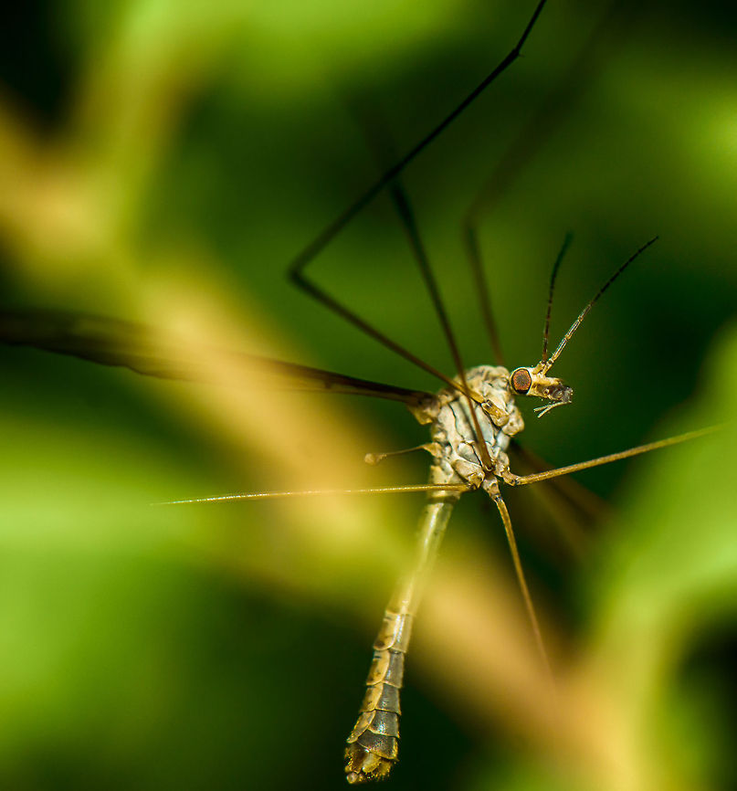 Tipula oleracea highlighted  Geotagged,Heesch,Macro,The Netherlands,Tipula oleracea