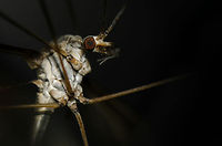 Tipula oleracea extreme closeup This closeup shows their strange head and the joints where their ultra long legs come together.  Geotagged,Heesch,Macro,The Netherlands,Tipula oleracea
