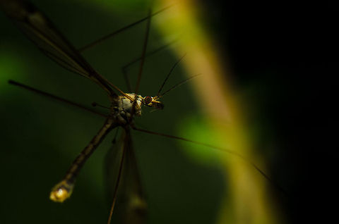Tipula oleracea space ship As I photographing damselflies, only then I noticed this space ship (a Tipula oleracea) resting on a leaf right next to my head.  Geotagged,Heesch,Macro,The Netherlands,Tipula oleracea