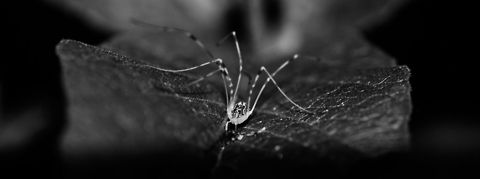 Opilio canestrinii wide angle  Heesch,Macro,Opilio,Opilio canestrinii,Opiliones,Phalangiidae