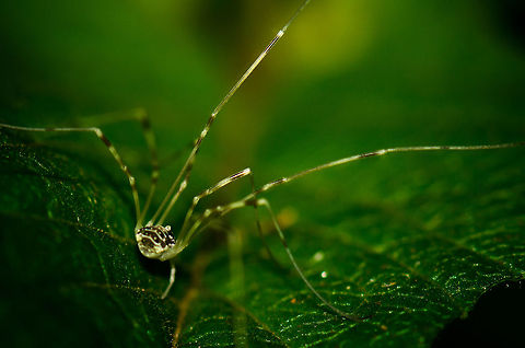 Opilio canestrinii navigating This seems like a clear species to spot, yet in reality it is almost transparent and I could only see it by its movement. I had to up the contrast a lot to make it visible. Geotagged,Heesch,Macro,Opilio,Opilio canestrinii,Opiliones,Phalangiidae,The Netherlands