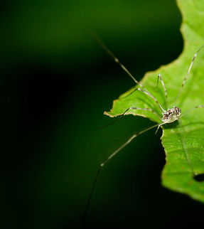 Cliffhanger This Harvestman uses its legs that are up to 10 times the length of its body to conclude that he's arrived at the end of a leaf. Geotagged,Heesch,Macro,Opilio,Opilio canestrinii,Opiliones,Phalangiidae,The Netherlands