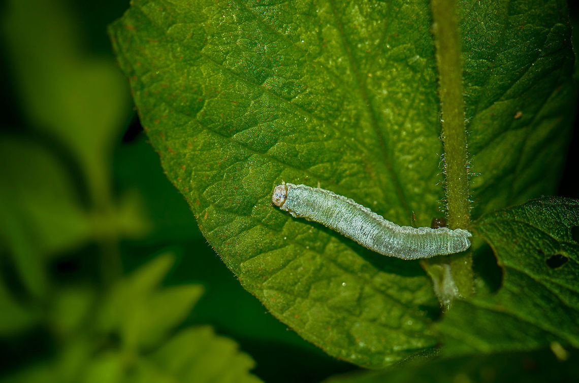 Larvae of a Sawfly  Geotagged,Heesch,Macro,The Netherlands