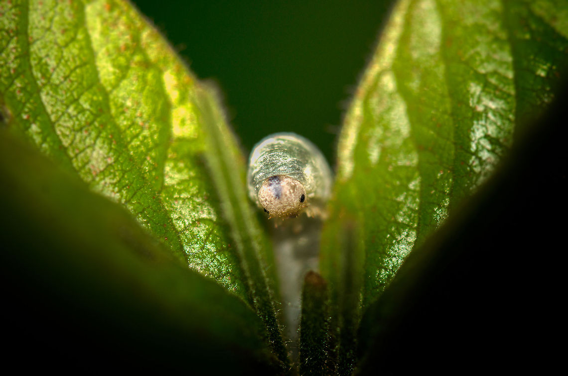 And then a hero comes along... This is the front view of the larvea of a sawfly crawling between two leafs right towards me. They are quite lengthy and have a funny spherical head, almost like a doll. I am unsure of the exact species of sawfly, as there are so many. Geotagged,Heesch,Macro,The Netherlands