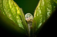 And then a hero comes along... This is the front view of the larvea of a sawfly crawling between two leafs right towards me. They are quite lengthy and have a funny spherical head, almost like a doll. I am unsure of the exact species of sawfly, as there are so many. Geotagged,Heesch,Macro,The Netherlands