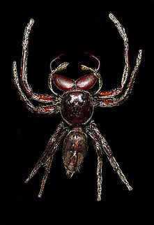 Hyllus Walckenaeri Male specimen of this jumping spider, known for its oversized chelicerae. Unfortunately, the specimen is of a poor quality, in particular the eyes very unattractive. At 55mm, this can be considered a giant jumping spider.
https://www.jungledragon.com/image/112000/hyllus_walckenaeri.html
https://www.jungledragon.com/image/112001/hyllus_walckenaeri_-_posing.html
https://www.jungledragon.com/image/112002/hyllus_walckenaeri_-_top_of_head.html
https://www.jungledragon.com/image/112003/hyllus_walckenaeri_-_lateral.html Hyllus walckenaeri,Macro