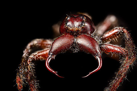 Hyllus Walckenaeri - posing Male specimen of this jumping spider, known for its oversized chelicerae. Unfortunately, the specimen is of a poor quality, in particular the eyes very unattractive. At 55mm, this can be considered a giant jumping spider.
https://www.jungledragon.com/image/112000/hyllus_walckenaeri.html
https://www.jungledragon.com/image/112001/hyllus_walckenaeri_-_posing.html
https://www.jungledragon.com/image/112002/hyllus_walckenaeri_-_top_of_head.html
https://www.jungledragon.com/image/112003/hyllus_walckenaeri_-_lateral.html Extreme Macro,Hyllus walckenaeri