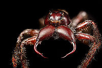Hyllus Walckenaeri - posing Male specimen of this jumping spider, known for its oversized chelicerae. Unfortunately, the specimen is of a poor quality, in particular the eyes very unattractive. At 55mm, this can be considered a giant jumping spider.<br />
https://www.jungledragon.com/image/112000/hyllus_walckenaeri.html<br />
https://www.jungledragon.com/image/112001/hyllus_walckenaeri_-_posing.html<br />
https://www.jungledragon.com/image/112002/hyllus_walckenaeri_-_top_of_head.html<br />
https://www.jungledragon.com/image/112003/hyllus_walckenaeri_-_lateral.html Extreme Macro,Hyllus walckenaeri