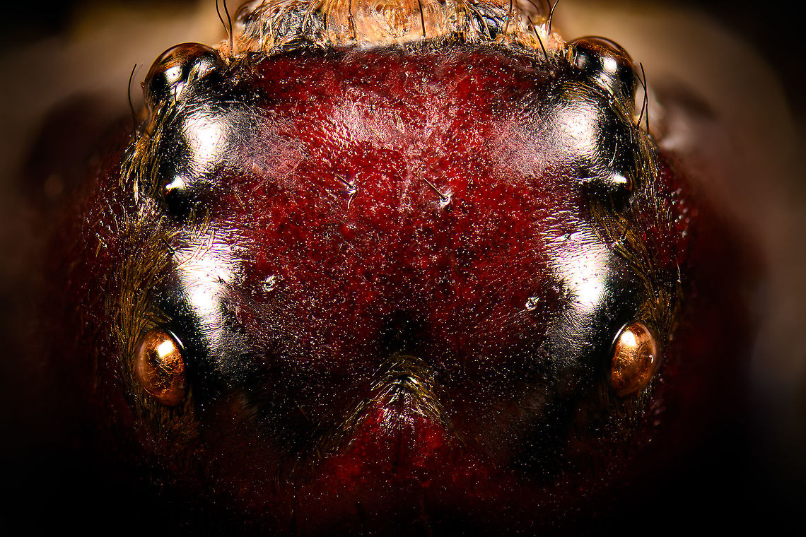Hyllus Walckenaeri - top of head Male specimen of this jumping spider, known for its oversized chelicerae. Unfortunately, the specimen is of a poor quality, in particular the eyes very unattractive. At 55mm, this can be considered a giant jumping spider.<br />
<figure class="photo"><a href="https://www.jungledragon.com/image/112000/hyllus_walckenaeri.html" title="Hyllus Walckenaeri"><img src="https://s3.amazonaws.com/media.jungledragon.com/images/2/112000_thumb.jpg?AWSAccessKeyId=05GMT0V3GWVNE7GGM1R2&Expires=1769040010&Signature=EpEirGBYfhdqHAUgLTwTqAX%2FD4w%3D" width="106" height="152" alt="Hyllus Walckenaeri Male specimen of this jumping spider, known for its oversized chelicerae. Unfortunately, the specimen is of a poor quality, in particular the eyes very unattractive. At 55mm, this can be considered a giant jumping spider.<br />
https://www.jungledragon.com/image/112000/hyllus_walckenaeri.html<br />
https://www.jungledragon.com/image/112001/hyllus_walckenaeri_-_posing.html<br />
https://www.jungledragon.com/image/112002/hyllus_walckenaeri_-_top_of_head.html<br />
https://www.jungledragon.com/image/112003/hyllus_walckenaeri_-_lateral.html Hyllus walckenaeri,Macro" /></a></figure><br />
<figure class="photo"><a href="https://www.jungledragon.com/image/112001/hyllus_walckenaeri_-_posing.html" title="Hyllus Walckenaeri - posing"><img src="https://s3.amazonaws.com/media.jungledragon.com/images/2/112001_thumb.jpg?AWSAccessKeyId=05GMT0V3GWVNE7GGM1R2&Expires=1769040010&Signature=CskQM5tDVxO69UbhrkLOxxBkQ9s%3D" width="200" height="134" alt="Hyllus Walckenaeri - posing Male specimen of this jumping spider, known for its oversized chelicerae. Unfortunately, the specimen is of a poor quality, in particular the eyes very unattractive. At 55mm, this can be considered a giant jumping spider.<br />
https://www.jungledragon.com/image/112000/hyllus_walckenaeri.html<br />
https://www.jungledragon.com/image/112001/hyllus_walckenaeri_-_posing.html<br />
https://www.jungledragon.com/image/112002/hyllus_walckenaeri_-_top_of_head.html<br />
https://www.jungledragon.com/image/112003/hyllus_walckenaeri_-_lateral.html Extreme Macro,Hyllus walckenaeri" /></a></figure><br />
<figure class="photo"><a href="https://www.jungledragon.com/image/112002/hyllus_walckenaeri_-_top_of_head.html" title="Hyllus Walckenaeri - top of head"><img src="https://s3.amazonaws.com/media.jungledragon.com/images/2/112002_thumb.jpg?AWSAccessKeyId=05GMT0V3GWVNE7GGM1R2&Expires=1769040010&Signature=OHHH69eA2PVKC2jp3SzCoBuJpKo%3D" width="200" height="134" alt="Hyllus Walckenaeri - top of head Male specimen of this jumping spider, known for its oversized chelicerae. Unfortunately, the specimen is of a poor quality, in particular the eyes very unattractive. At 55mm, this can be considered a giant jumping spider.<br />
https://www.jungledragon.com/image/112000/hyllus_walckenaeri.html<br />
https://www.jungledragon.com/image/112001/hyllus_walckenaeri_-_posing.html<br />
https://www.jungledragon.com/image/112002/hyllus_walckenaeri_-_top_of_head.html<br />
https://www.jungledragon.com/image/112003/hyllus_walckenaeri_-_lateral.html Extreme Macro,Hyllus walckenaeri" /></a></figure><br />
<figure class="photo"><a href="https://www.jungledragon.com/image/112003/hyllus_walckenaeri_-_lateral.html" title="Hyllus Walckenaeri - lateral"><img src="https://s3.amazonaws.com/media.jungledragon.com/images/2/112003_thumb.jpg?AWSAccessKeyId=05GMT0V3GWVNE7GGM1R2&Expires=1769040010&Signature=r7UVhyH8jzXwver7ZTSwhxsEv0M%3D" width="200" height="130" alt="Hyllus Walckenaeri - lateral Male specimen of this jumping spider, known for its oversized chelicerae. Unfortunately, the specimen is of a poor quality, in particular the eyes very unattractive. At 55mm, this can be considered a giant jumping spider.<br />
https://www.jungledragon.com/image/112000/hyllus_walckenaeri.html<br />
https://www.jungledragon.com/image/112001/hyllus_walckenaeri_-_posing.html<br />
https://www.jungledragon.com/image/112002/hyllus_walckenaeri_-_top_of_head.html<br />
https://www.jungledragon.com/image/112003/hyllus_walckenaeri_-_lateral.html Extreme Macro,Hyllus walckenaeri" /></a></figure> Extreme Macro,Hyllus walckenaeri