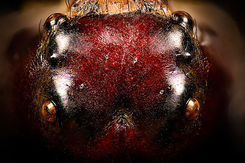 Hyllus Walckenaeri - top of head Male specimen of this jumping spider, known for its oversized chelicerae. Unfortunately, the specimen is of a poor quality, in particular the eyes very unattractive. At 55mm, this can be considered a giant jumping spider.
https://www.jungledragon.com/image/112000/hyllus_walckenaeri.html
https://www.jungledragon.com/image/112001/hyllus_walckenaeri_-_posing.html
https://www.jungledragon.com/image/112002/hyllus_walckenaeri_-_top_of_head.html
https://www.jungledragon.com/image/112003/hyllus_walckenaeri_-_lateral.html Extreme Macro,Hyllus walckenaeri