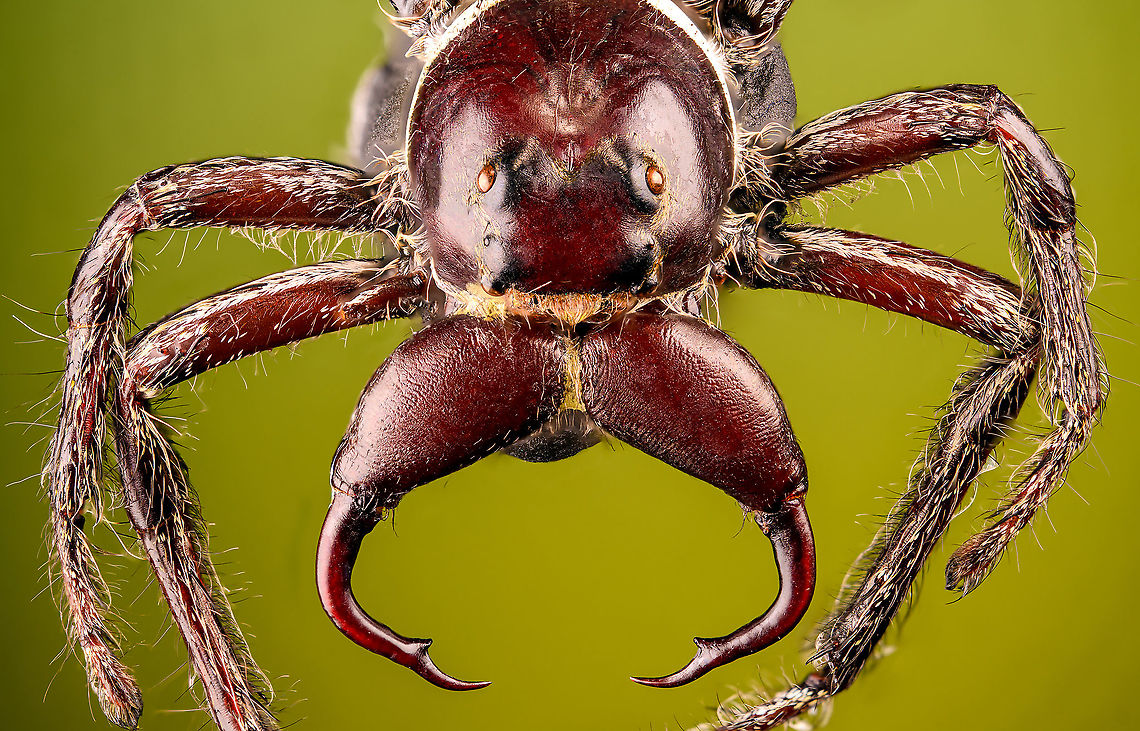 Hyllus Walckenaeri - lateral Male specimen of this jumping spider, known for its oversized chelicerae. Unfortunately, the specimen is of a poor quality, in particular the eyes very unattractive. At 55mm, this can be considered a giant jumping spider.<br />
<figure class="photo"><a href="https://www.jungledragon.com/image/112000/hyllus_walckenaeri.html" title="Hyllus Walckenaeri"><img src="https://s3.amazonaws.com/media.jungledragon.com/images/2/112000_thumb.jpg?AWSAccessKeyId=05GMT0V3GWVNE7GGM1R2&Expires=1769040010&Signature=EpEirGBYfhdqHAUgLTwTqAX%2FD4w%3D" width="106" height="152" alt="Hyllus Walckenaeri Male specimen of this jumping spider, known for its oversized chelicerae. Unfortunately, the specimen is of a poor quality, in particular the eyes very unattractive. At 55mm, this can be considered a giant jumping spider.<br />
https://www.jungledragon.com/image/112000/hyllus_walckenaeri.html<br />
https://www.jungledragon.com/image/112001/hyllus_walckenaeri_-_posing.html<br />
https://www.jungledragon.com/image/112002/hyllus_walckenaeri_-_top_of_head.html<br />
https://www.jungledragon.com/image/112003/hyllus_walckenaeri_-_lateral.html Hyllus walckenaeri,Macro" /></a></figure><br />
<figure class="photo"><a href="https://www.jungledragon.com/image/112001/hyllus_walckenaeri_-_posing.html" title="Hyllus Walckenaeri - posing"><img src="https://s3.amazonaws.com/media.jungledragon.com/images/2/112001_thumb.jpg?AWSAccessKeyId=05GMT0V3GWVNE7GGM1R2&Expires=1769040010&Signature=CskQM5tDVxO69UbhrkLOxxBkQ9s%3D" width="200" height="134" alt="Hyllus Walckenaeri - posing Male specimen of this jumping spider, known for its oversized chelicerae. Unfortunately, the specimen is of a poor quality, in particular the eyes very unattractive. At 55mm, this can be considered a giant jumping spider.<br />
https://www.jungledragon.com/image/112000/hyllus_walckenaeri.html<br />
https://www.jungledragon.com/image/112001/hyllus_walckenaeri_-_posing.html<br />
https://www.jungledragon.com/image/112002/hyllus_walckenaeri_-_top_of_head.html<br />
https://www.jungledragon.com/image/112003/hyllus_walckenaeri_-_lateral.html Extreme Macro,Hyllus walckenaeri" /></a></figure><br />
<figure class="photo"><a href="https://www.jungledragon.com/image/112002/hyllus_walckenaeri_-_top_of_head.html" title="Hyllus Walckenaeri - top of head"><img src="https://s3.amazonaws.com/media.jungledragon.com/images/2/112002_thumb.jpg?AWSAccessKeyId=05GMT0V3GWVNE7GGM1R2&Expires=1769040010&Signature=OHHH69eA2PVKC2jp3SzCoBuJpKo%3D" width="200" height="134" alt="Hyllus Walckenaeri - top of head Male specimen of this jumping spider, known for its oversized chelicerae. Unfortunately, the specimen is of a poor quality, in particular the eyes very unattractive. At 55mm, this can be considered a giant jumping spider.<br />
https://www.jungledragon.com/image/112000/hyllus_walckenaeri.html<br />
https://www.jungledragon.com/image/112001/hyllus_walckenaeri_-_posing.html<br />
https://www.jungledragon.com/image/112002/hyllus_walckenaeri_-_top_of_head.html<br />
https://www.jungledragon.com/image/112003/hyllus_walckenaeri_-_lateral.html Extreme Macro,Hyllus walckenaeri" /></a></figure><br />
<figure class="photo"><a href="https://www.jungledragon.com/image/112003/hyllus_walckenaeri_-_lateral.html" title="Hyllus Walckenaeri - lateral"><img src="https://s3.amazonaws.com/media.jungledragon.com/images/2/112003_thumb.jpg?AWSAccessKeyId=05GMT0V3GWVNE7GGM1R2&Expires=1769040010&Signature=r7UVhyH8jzXwver7ZTSwhxsEv0M%3D" width="200" height="130" alt="Hyllus Walckenaeri - lateral Male specimen of this jumping spider, known for its oversized chelicerae. Unfortunately, the specimen is of a poor quality, in particular the eyes very unattractive. At 55mm, this can be considered a giant jumping spider.<br />
https://www.jungledragon.com/image/112000/hyllus_walckenaeri.html<br />
https://www.jungledragon.com/image/112001/hyllus_walckenaeri_-_posing.html<br />
https://www.jungledragon.com/image/112002/hyllus_walckenaeri_-_top_of_head.html<br />
https://www.jungledragon.com/image/112003/hyllus_walckenaeri_-_lateral.html Extreme Macro,Hyllus walckenaeri" /></a></figure> Extreme Macro,Hyllus walckenaeri