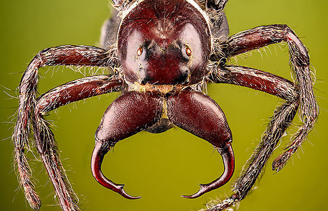 Hyllus Walckenaeri - lateral Male specimen of this jumping spider, known for its oversized chelicerae. Unfortunately, the specimen is of a poor quality, in particular the eyes very unattractive. At 55mm, this can be considered a giant jumping spider.
https://www.jungledragon.com/image/112000/hyllus_walckenaeri.html
https://www.jungledragon.com/image/112001/hyllus_walckenaeri_-_posing.html
https://www.jungledragon.com/image/112002/hyllus_walckenaeri_-_top_of_head.html
https://www.jungledragon.com/image/112003/hyllus_walckenaeri_-_lateral.html Extreme Macro,Hyllus walckenaeri