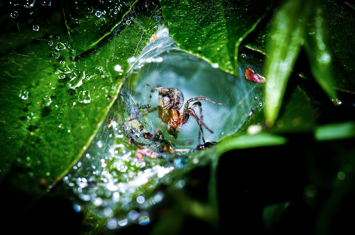 The Funnel of Death This photo is best appreciated fullscreen. I&#039;ve been seeing spider webs in a tunnel shape quite frequently in my area but never with a spider in it until this day. This is the Agelena labyrinthica, a spider that builds a complex web system, where one part of the web is horizontal and used for catching prey, whilst the connected tunnel(or funnel) is for retreating. Check out how this species is excitingly feeding on a large pile of aphids.  Agelena labyrinthica,Geotagged,Heesch,Macro,The Netherlands