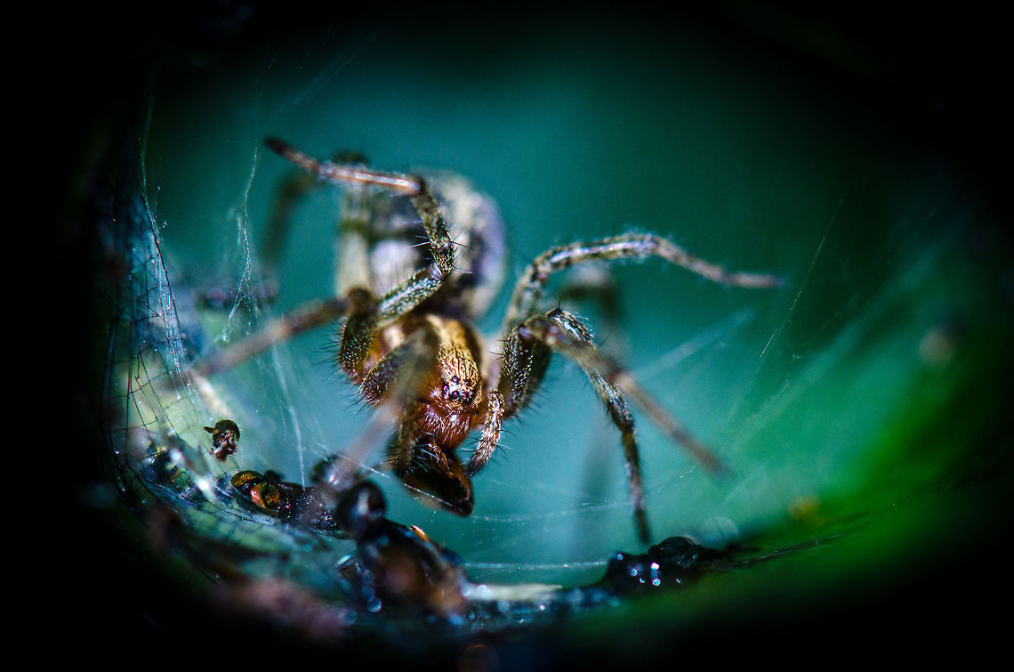Agelena labyrinthica (closeup) A look inside the funnel-shaped web built by this Agelena labyrinthica. It seems to be minding its own business, happily feeding on a pile of its victims, even though I am only a few centimers away. This spider has amazing sensors; each of its hairy legs has 25 ultra sensitive vibration detectors and it can see in complete darkness by a special kind of sight that relies on the polarization of light. Agelena labyrinthica,Geotagged,Heesch,Macro,The Netherlands