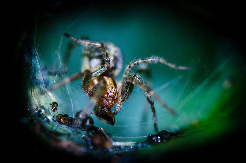 Agelena labyrinthica (closeup) A look inside the funnel-shaped web built by this Agelena labyrinthica. It seems to be minding its own business, happily feeding on a pile of its victims, even though I am only a few centimers away. This spider has amazing sensors; each of its hairy legs has 25 ultra sensitive vibration detectors and it can see in complete darkness by a special kind of sight that relies on the polarization of light. Agelena labyrinthica,Geotagged,Heesch,Macro,The Netherlands