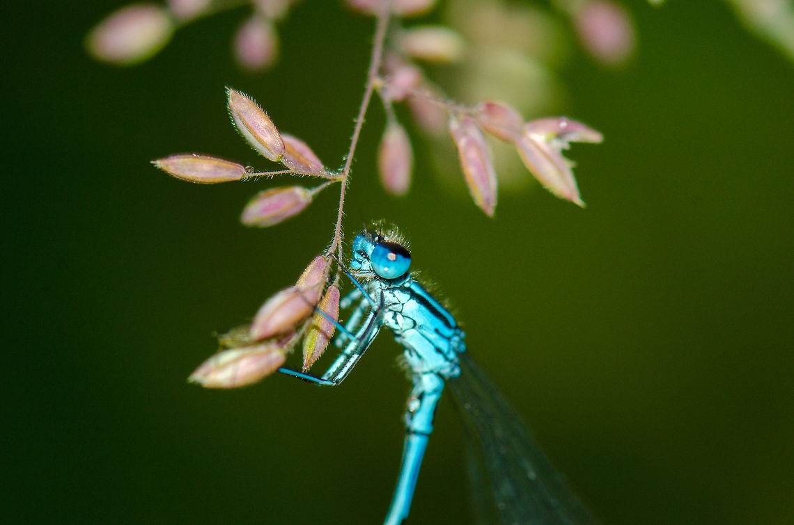 Azure damselfly holding on to pink plant  Azure Damselfly,Coenagrion puella,Geotagged,Heesch,Macro,The Netherlands