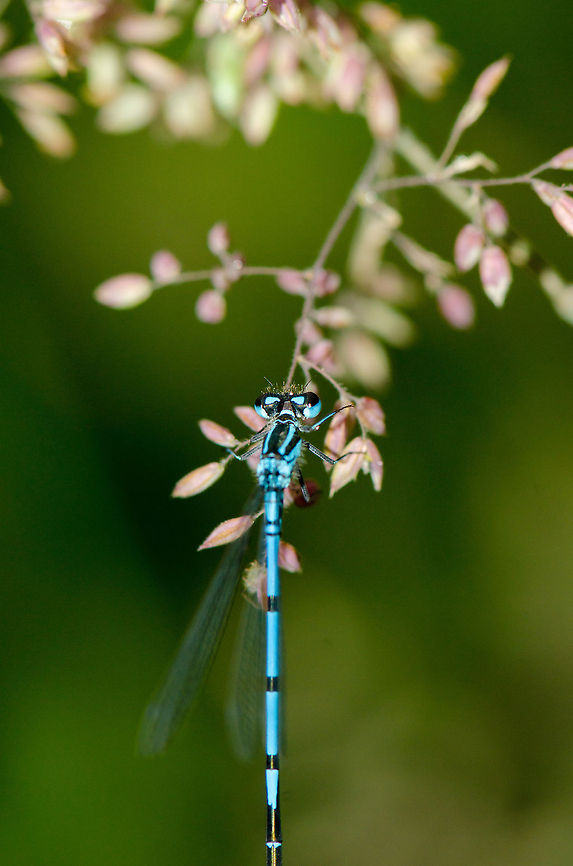 Azure Damselfly sunbathing on pink plant  Azure Damselfly,Coenagrion puella,Geotagged,Heesch,Macro,The Netherlands