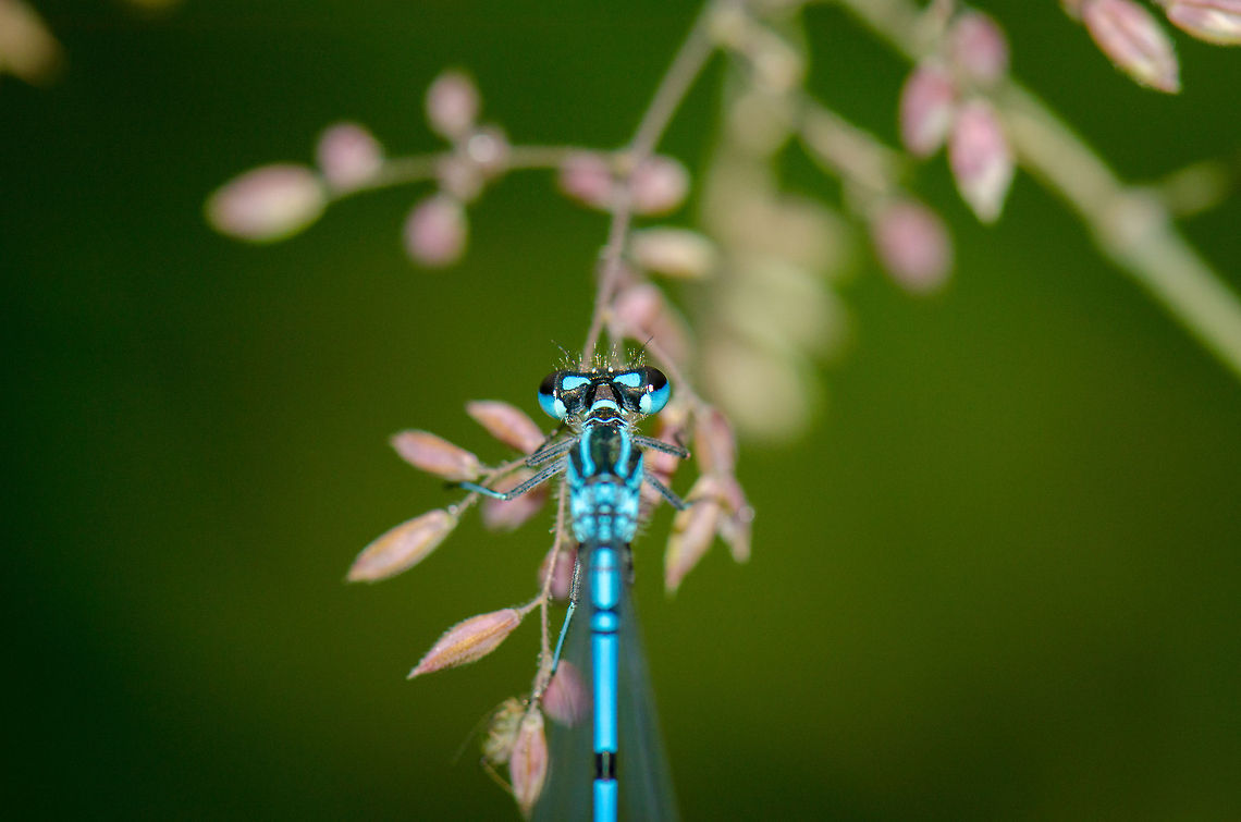 Azure damselfly top view, eye focus  Azure Damselfly,Coenagrion puella,Heesch,Macro
