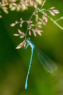 Azure damselfly full body view on pink plant  Azure Damselfly,Coenagrion puella,Geotagged,Heesch,Macro,The Netherlands