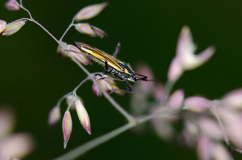 Leptopterna dolabrata (plant bug)  Heesch,Hemiptera,Heteroptera,Leptopterna,Leptopterna dolabrata,Macro,Miridae,The Netherlands